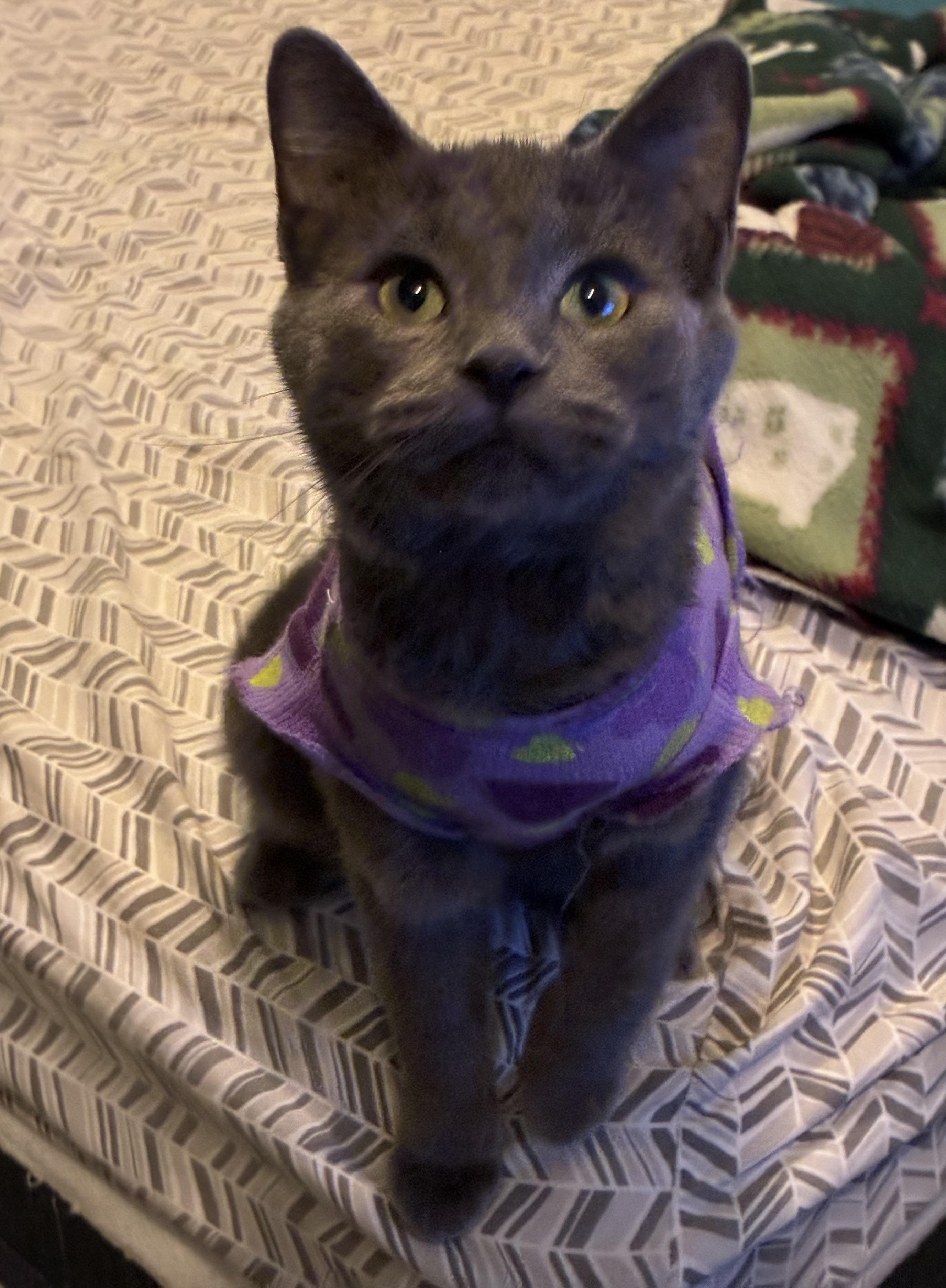 Enlarge Mungo, a Adoptable Domestic Short Hair in Hatley, WI image 2/3