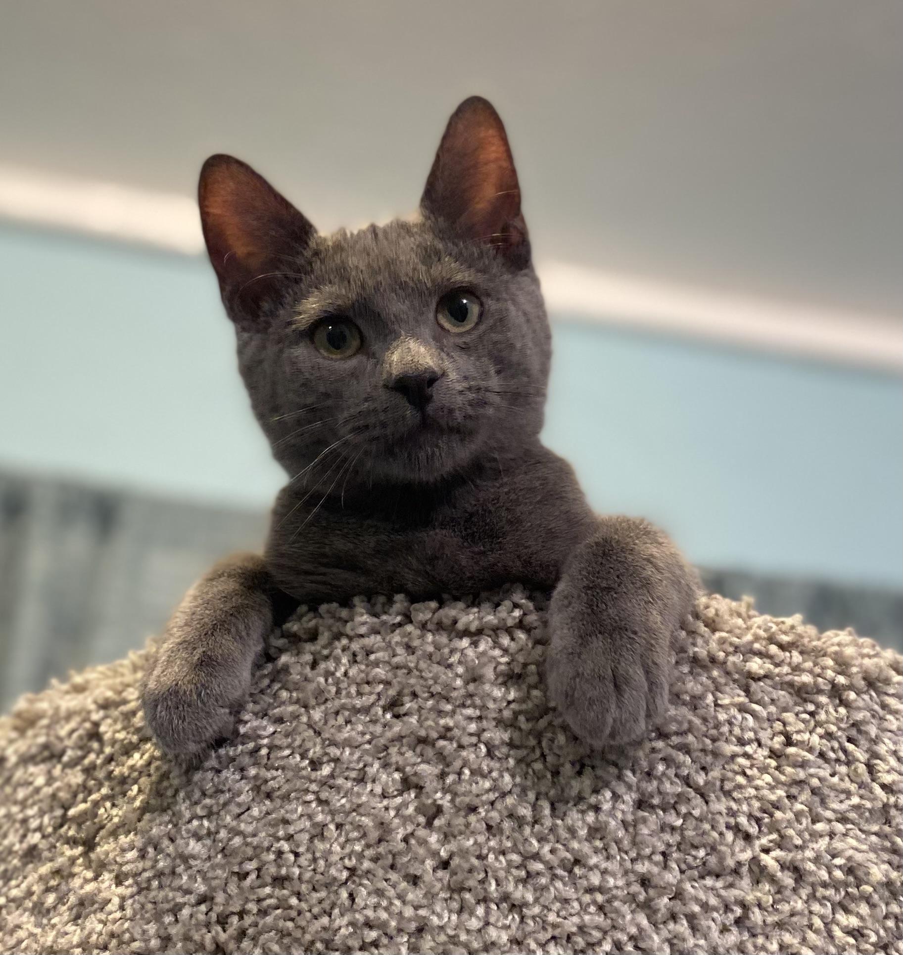 Enlarge Mungo, a Adoptable Domestic Short Hair in Hatley, WI image 3/3