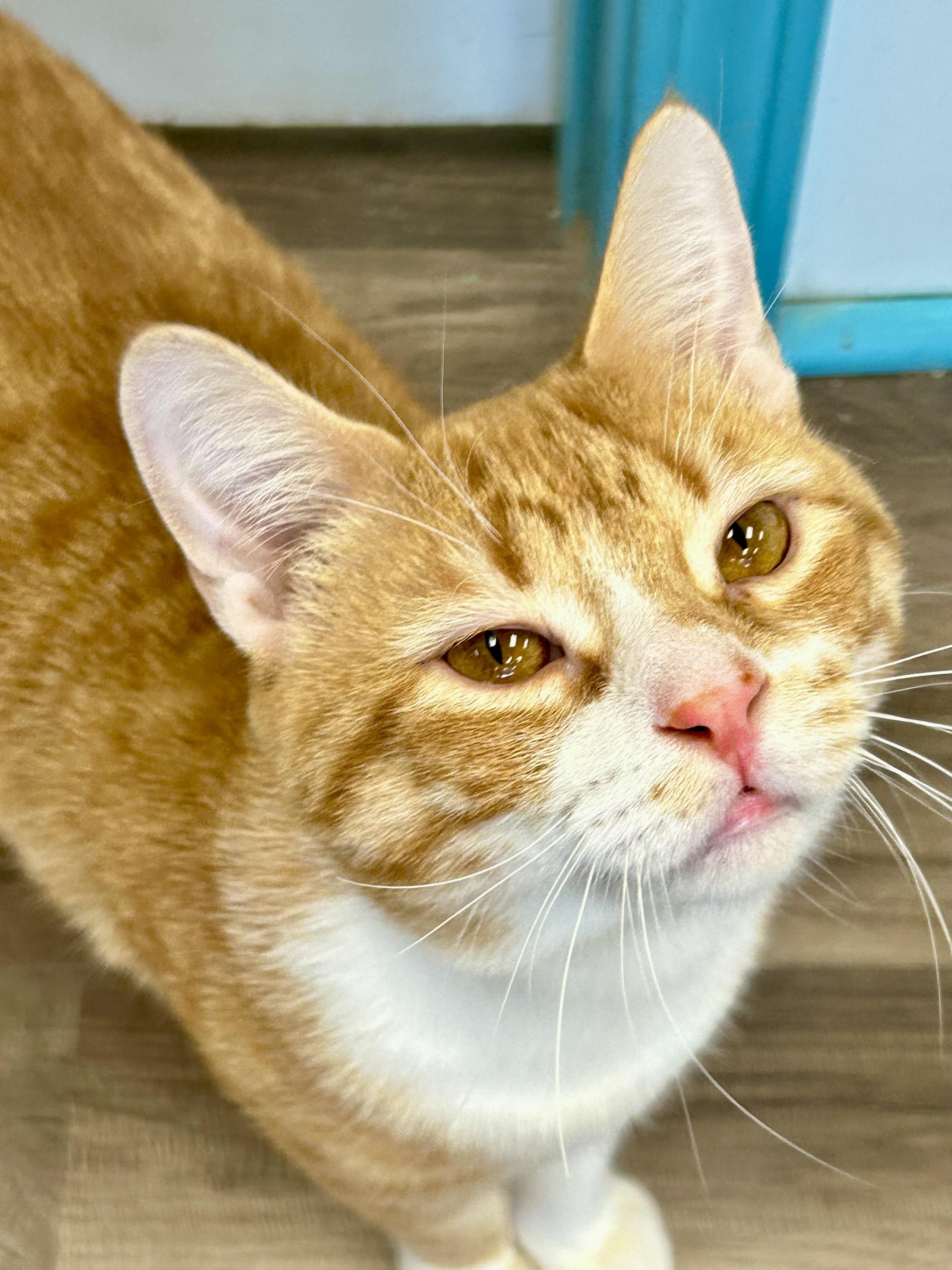 Enlarge Vincent and Victor, a ADOPTABLE Tabby in Grand Rapids, MI image 4/6