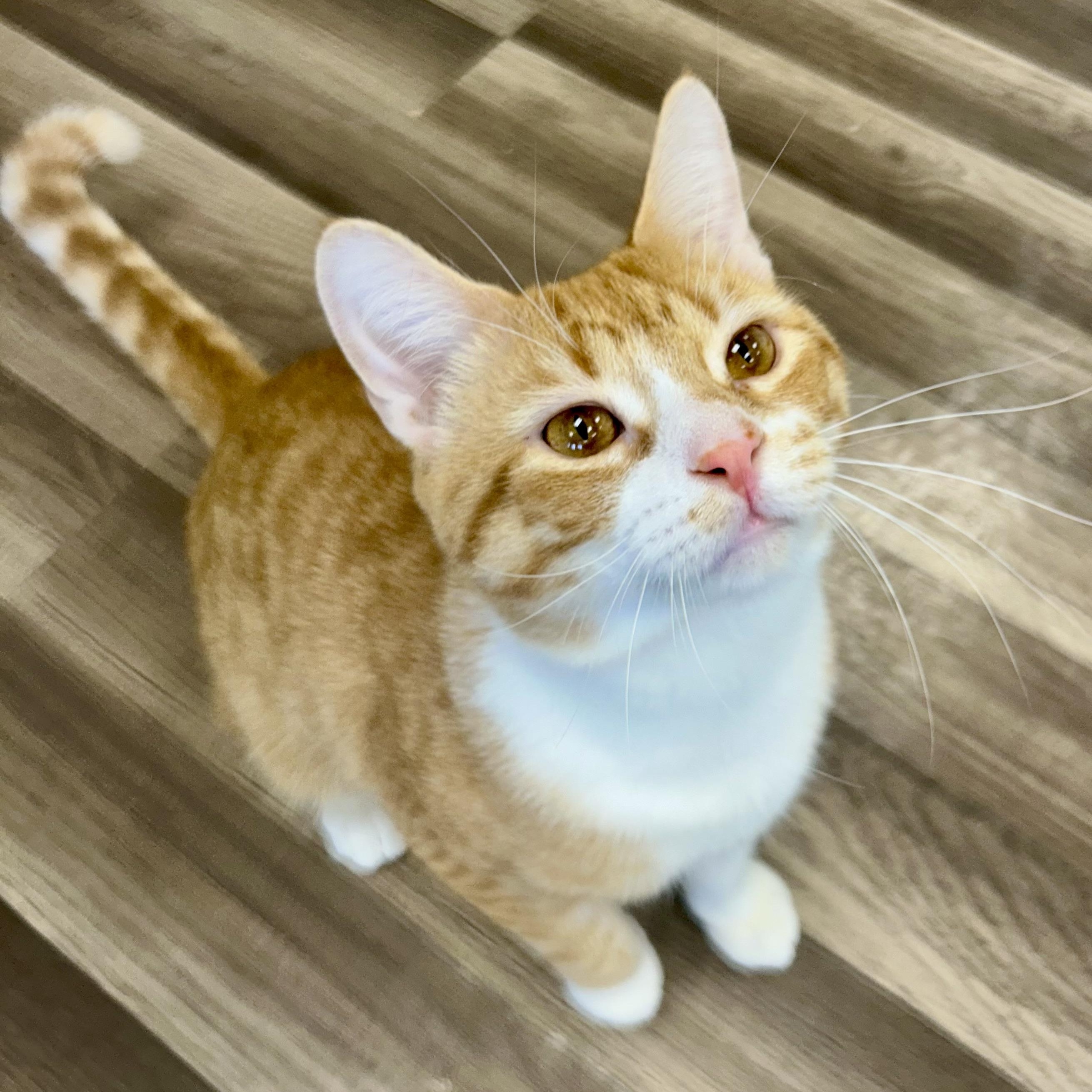 Enlarge Vincent and Victor, a ADOPTABLE Tabby in Grand Rapids, MI image 3/6