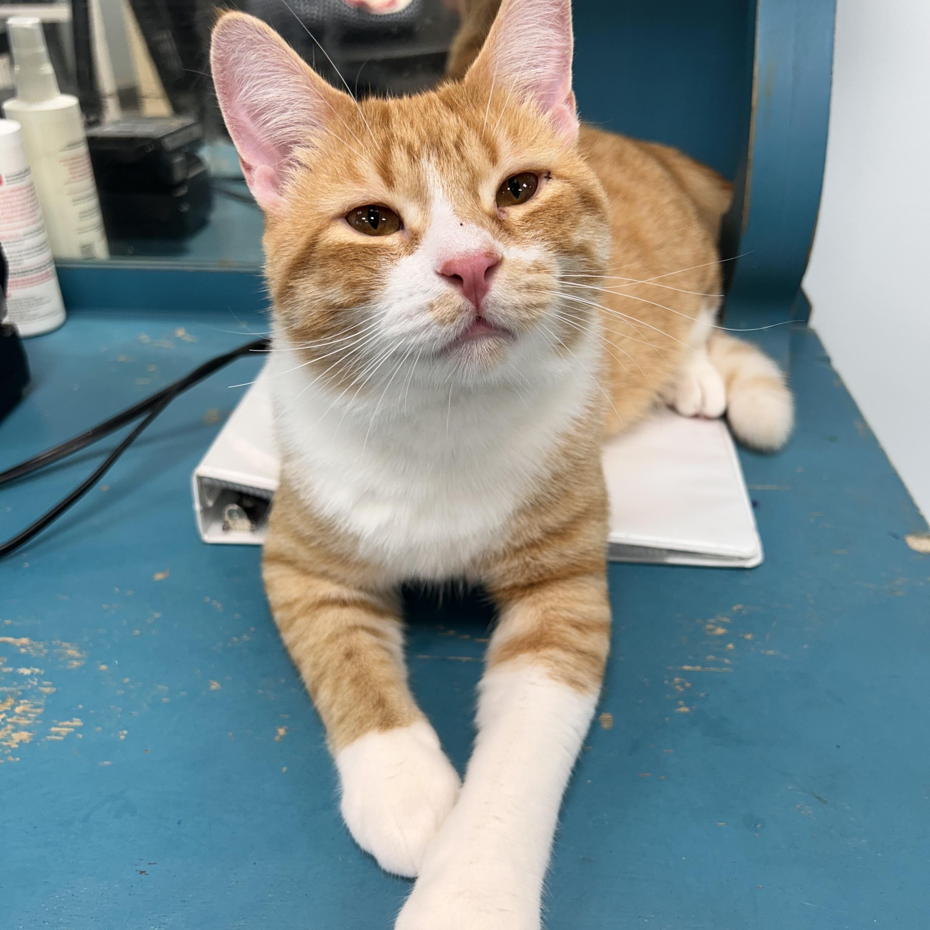 Vincent and Victor, ADOPTABLE, Kitten Male Tabby.