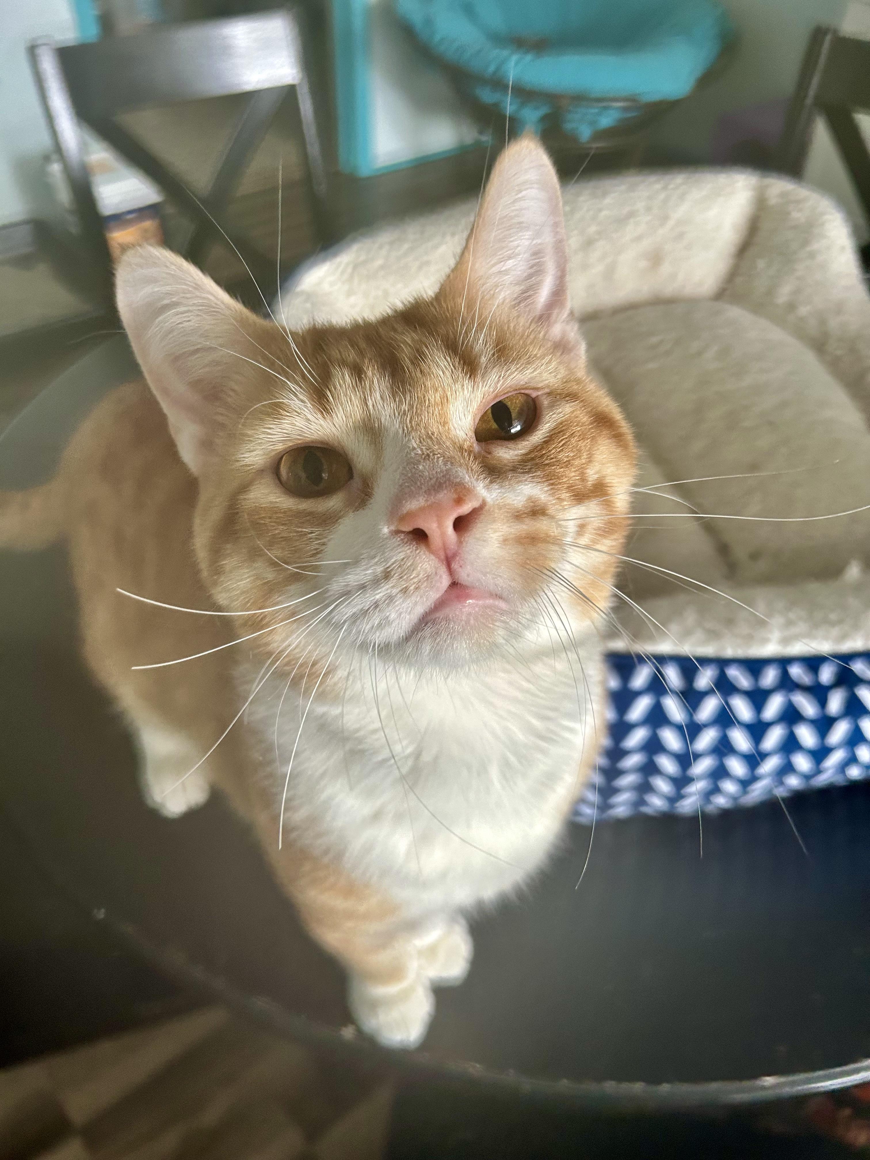 Vincent and Victor, ADOPTABLE, Kitten Male Tabby.