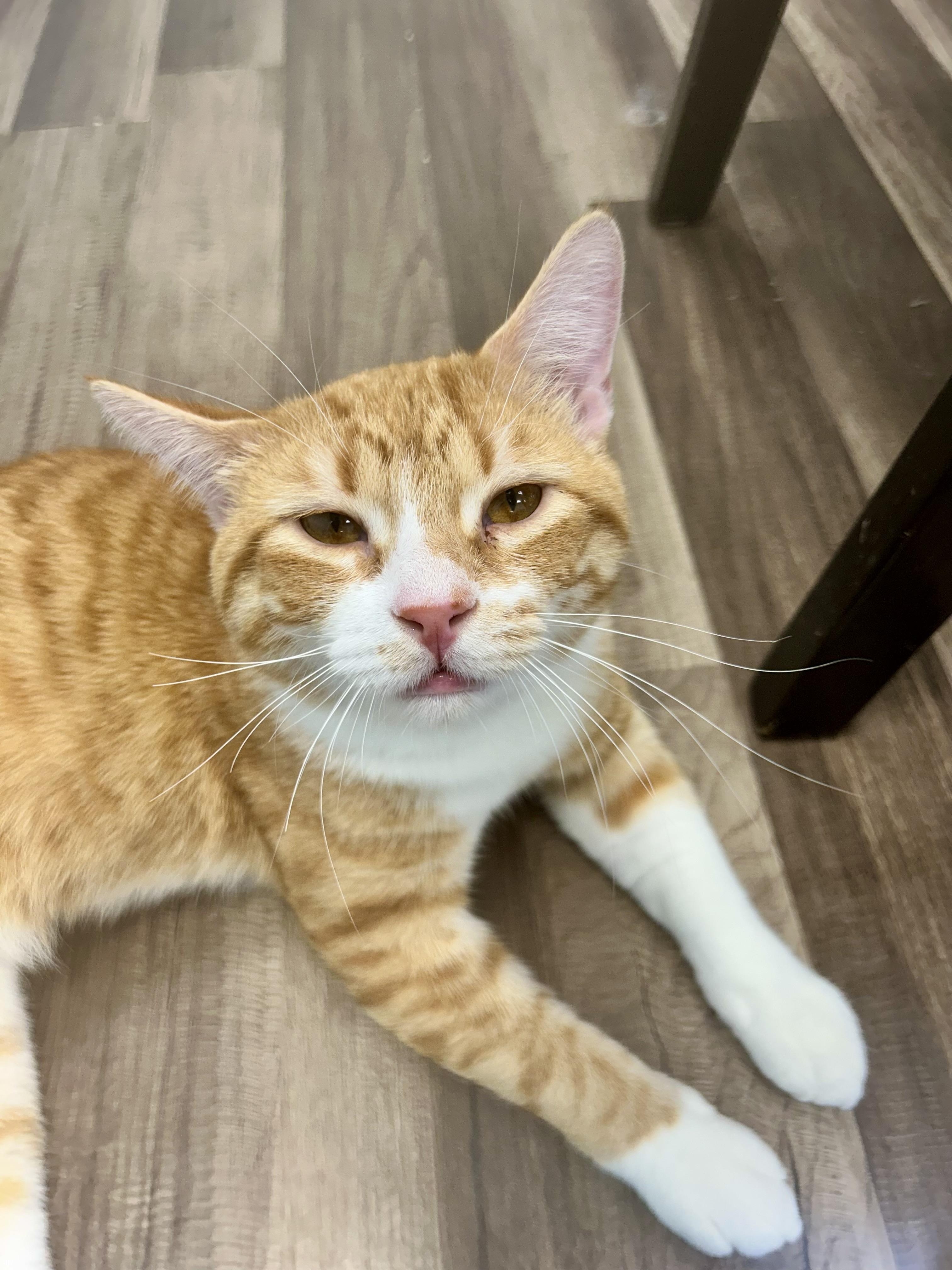 Enlarge Vincent and Victor, a ADOPTABLE Tabby in Grand Rapids, MI image 5/6
