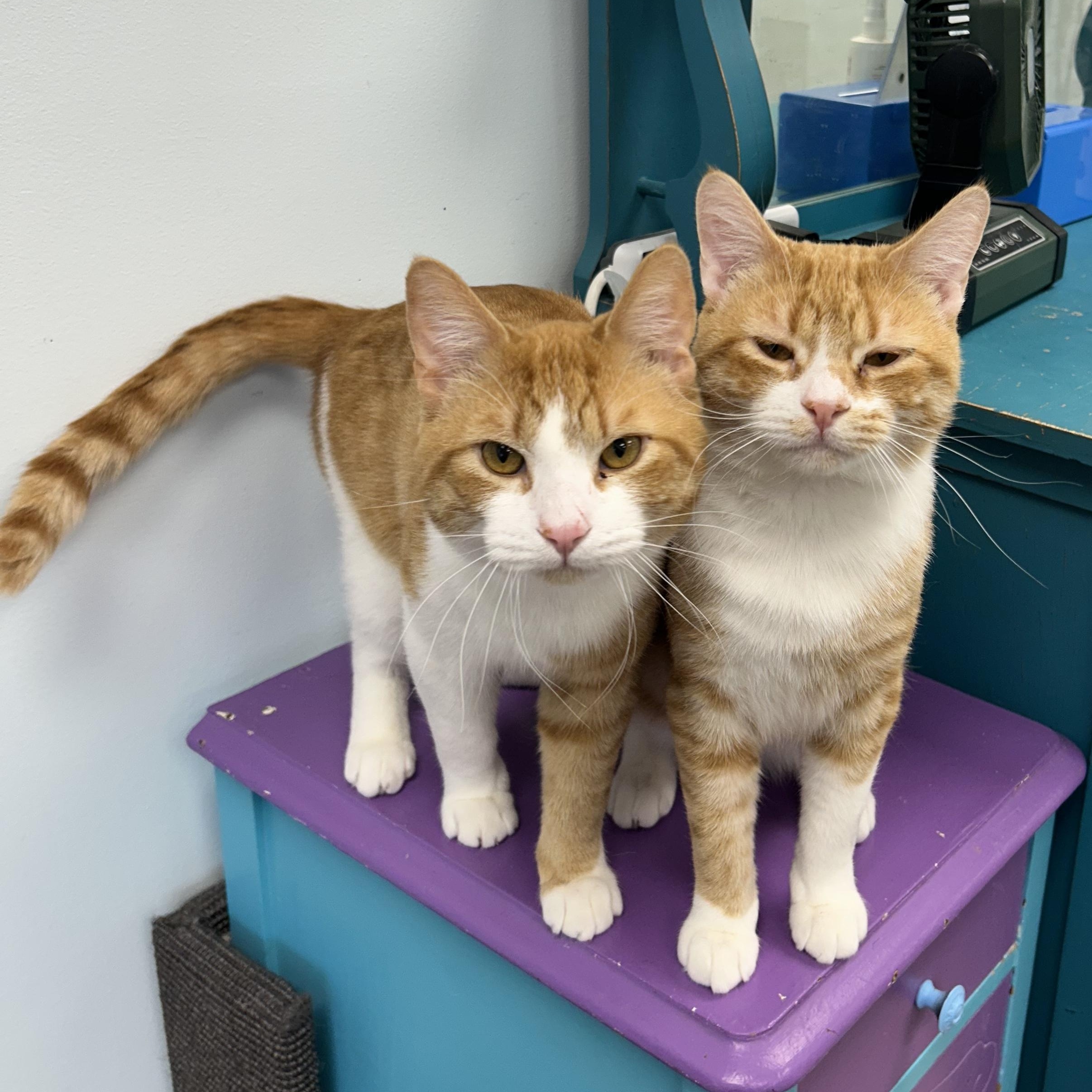 Enlarge Vincent and Victor, a ADOPTABLE Tabby in Grand Rapids, MI image 2/6