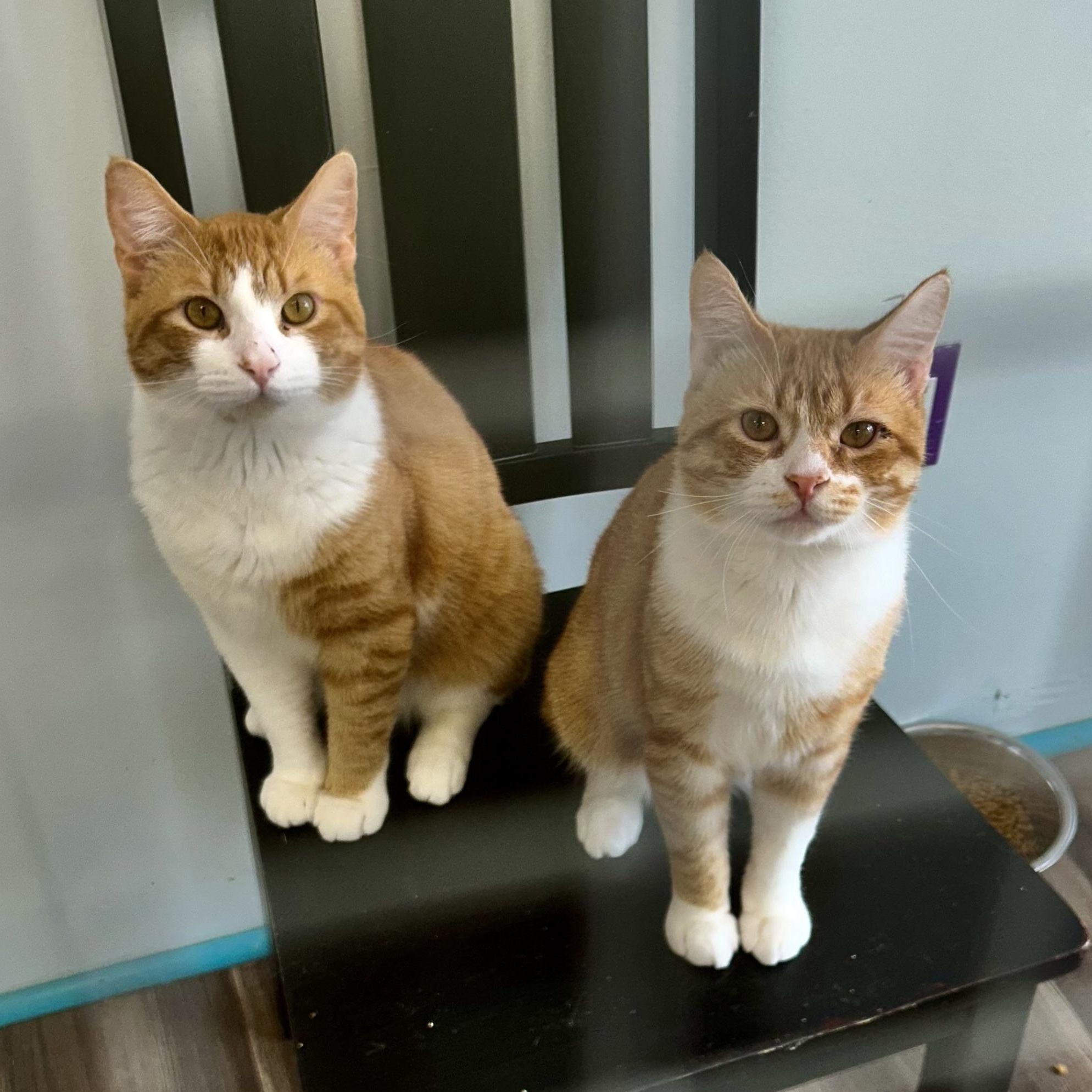 Enlarge Vincent and Victor, a ADOPTABLE Tabby in Grand Rapids, MI image 6/6
