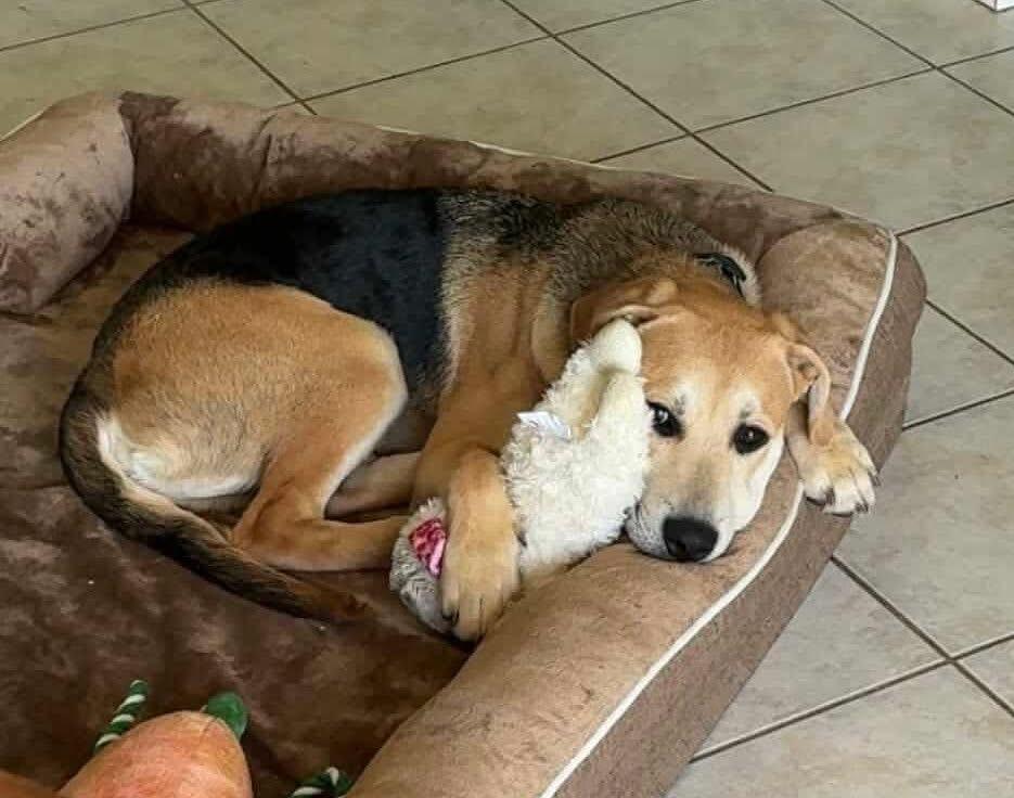 Grizz, an adoptable Labrador Retriever, Pit Bull Terrier in Brooks, ME, 04921 | Photo Image 1