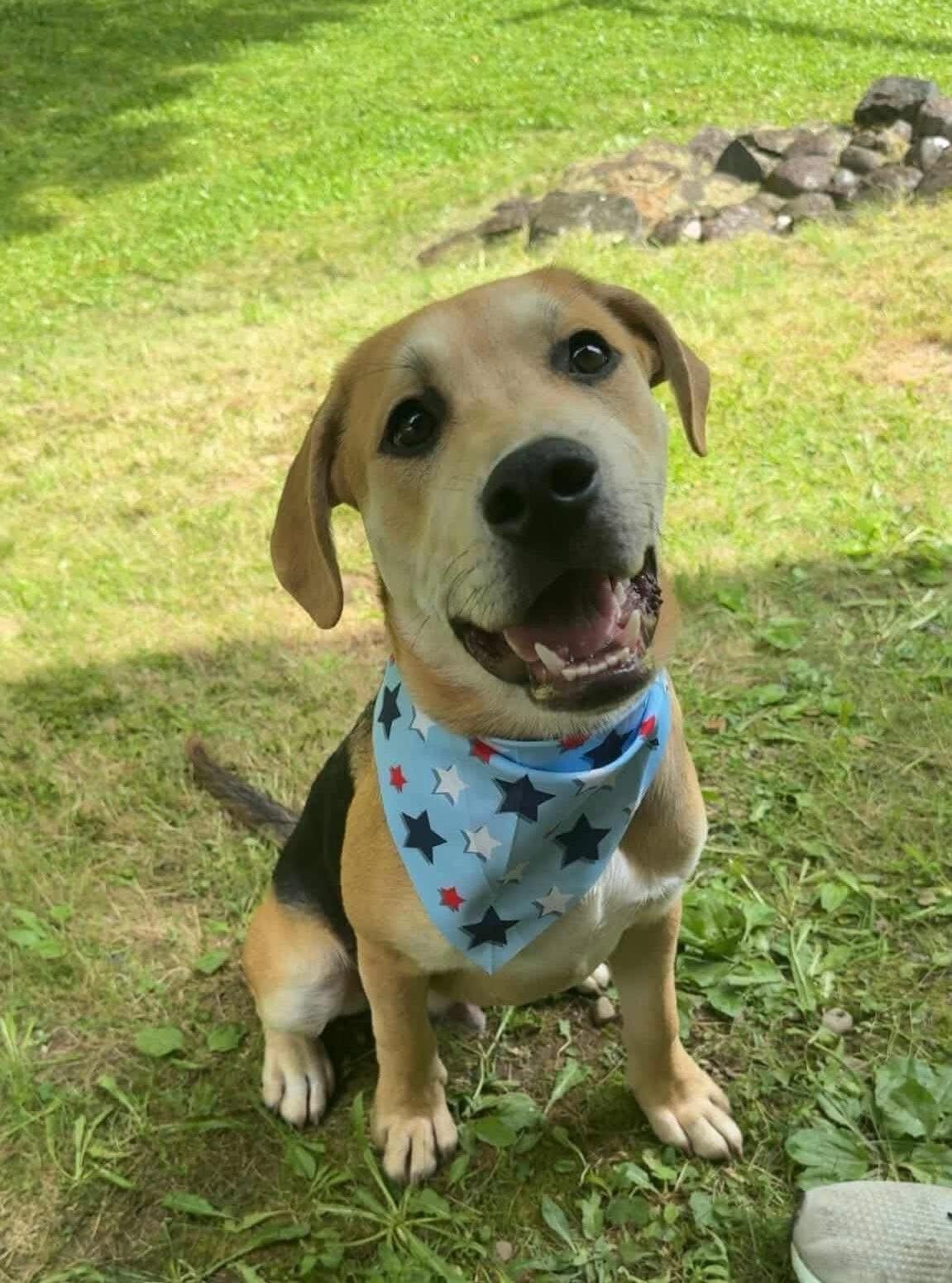 Grizz, an adoptable Labrador Retriever, Pit Bull Terrier in Brooks, ME, 04921 | Photo Image 4