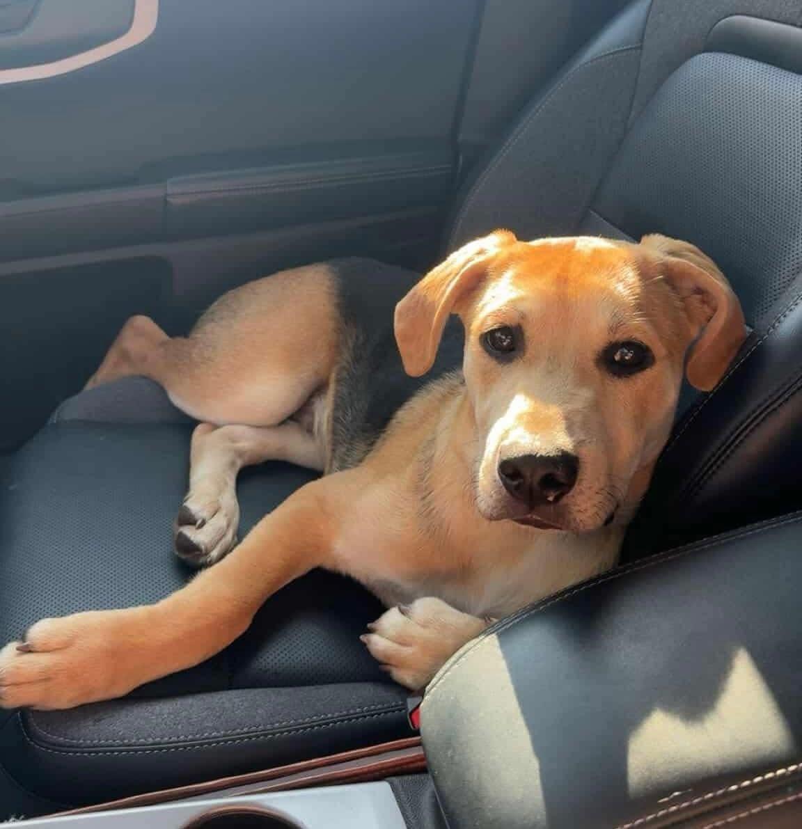 Grizz, an adoptable Labrador Retriever, Pit Bull Terrier in Brooks, ME, 04921 | Photo Image 2