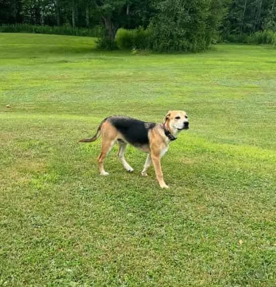 Grizz, an adoptable Labrador Retriever, Pit Bull Terrier in Brooks, ME, 04921 | Photo Image 3