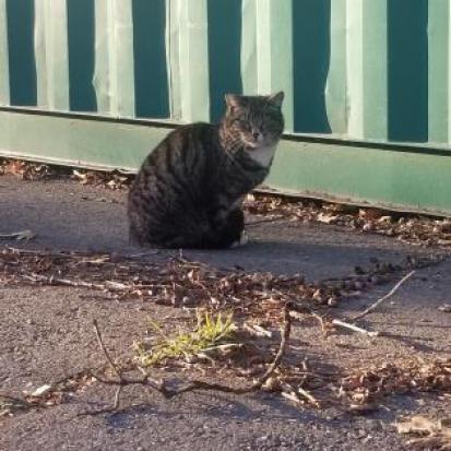 Little Bit, Adoptable, Senior Male Domestic Short Hair.