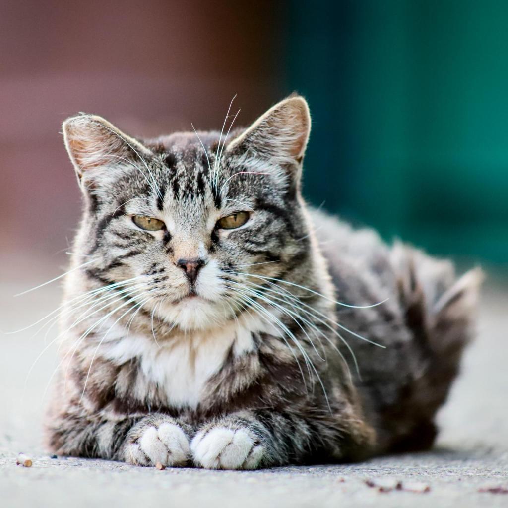 Enlarge Little Bit, a Adoptable mixed breed in Mount Shasta, CA image 2/2