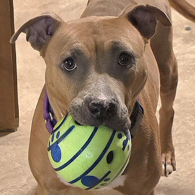 Enlarge Caroline, a ADOPTABLE mixed breed in Fredericksburg, VA image 1/5