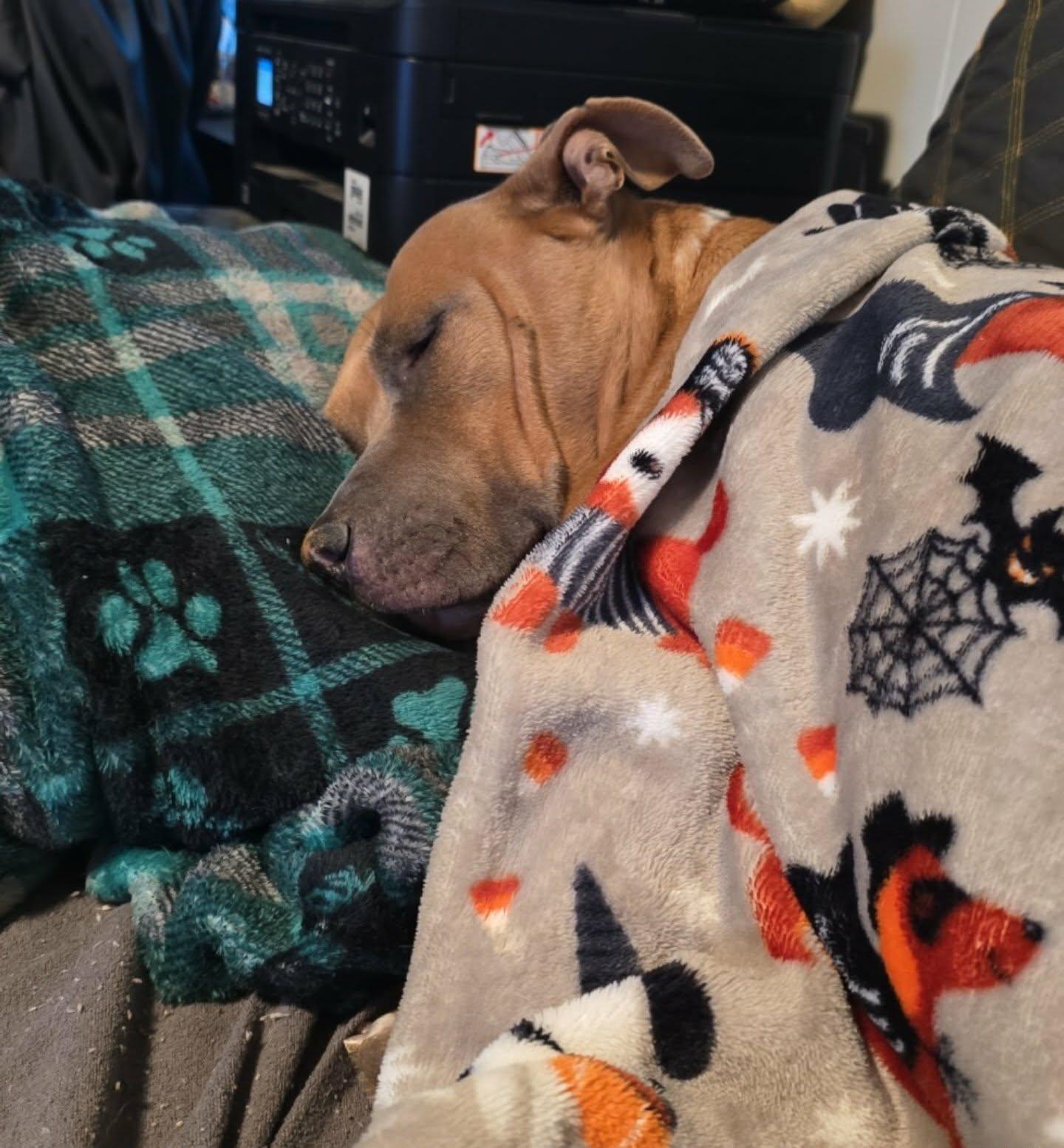 Enlarge Caroline, a ADOPTABLE mixed breed in Fredericksburg, VA image 3/5