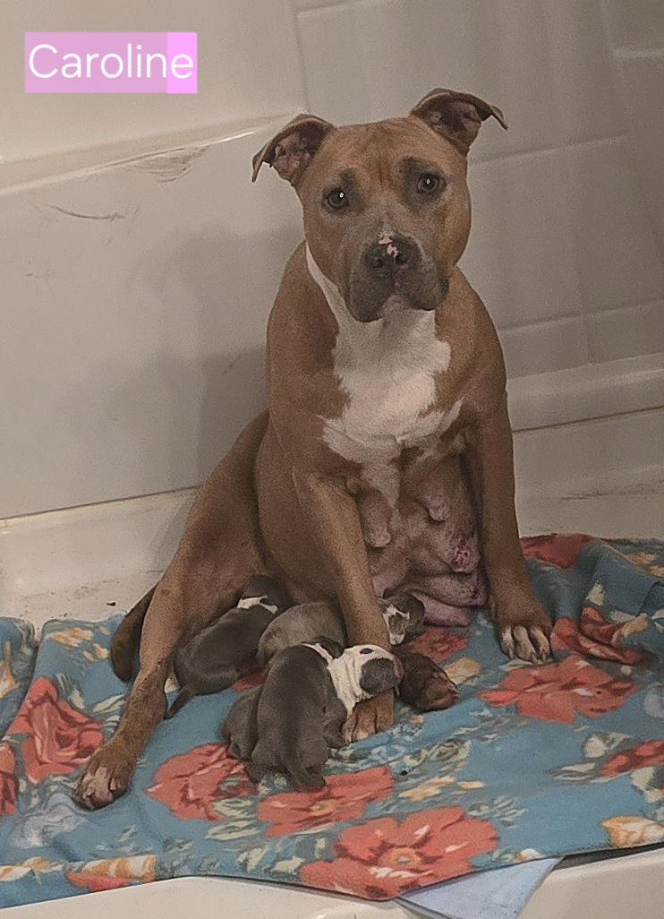 Enlarge Caroline, a ADOPTABLE mixed breed in Fredericksburg, VA image 4/5