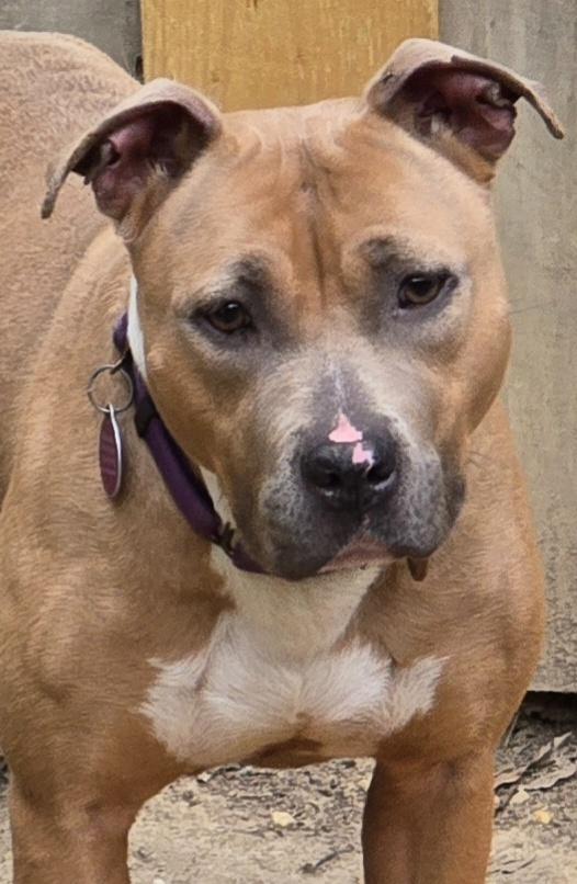 Caroline, ADOPTABLE, Adult Female Pit Bull Terrier.