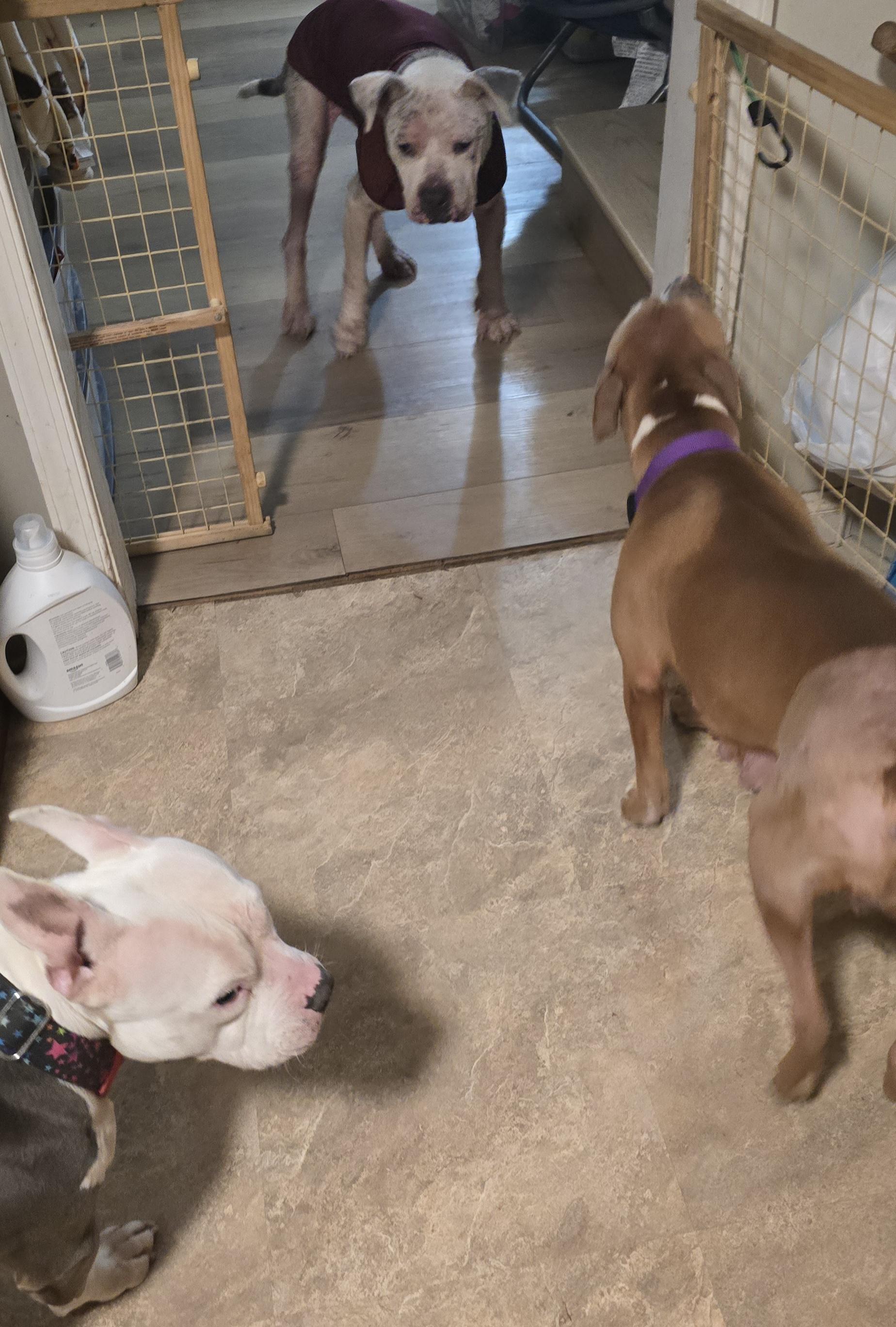 Enlarge Caroline, a ADOPTABLE mixed breed in Fredericksburg, VA image 5/5