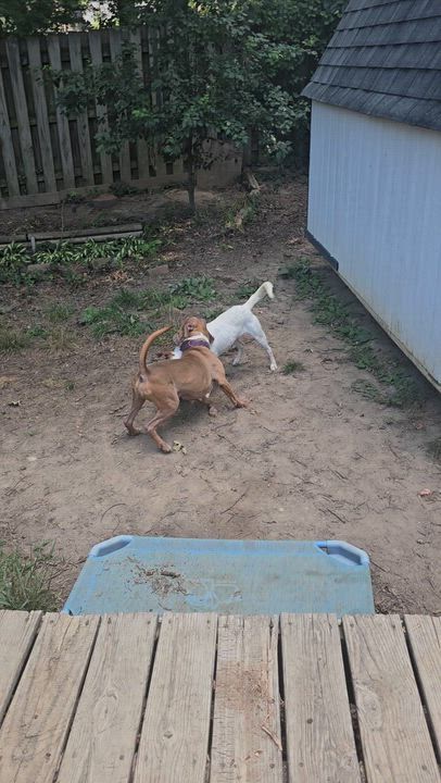 Enlarge Caroline, a ADOPTABLE mixed breed in Fredericksburg, VA video 5/5