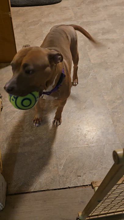 Enlarge Caroline, a ADOPTABLE mixed breed in Fredericksburg, VA video 2/5