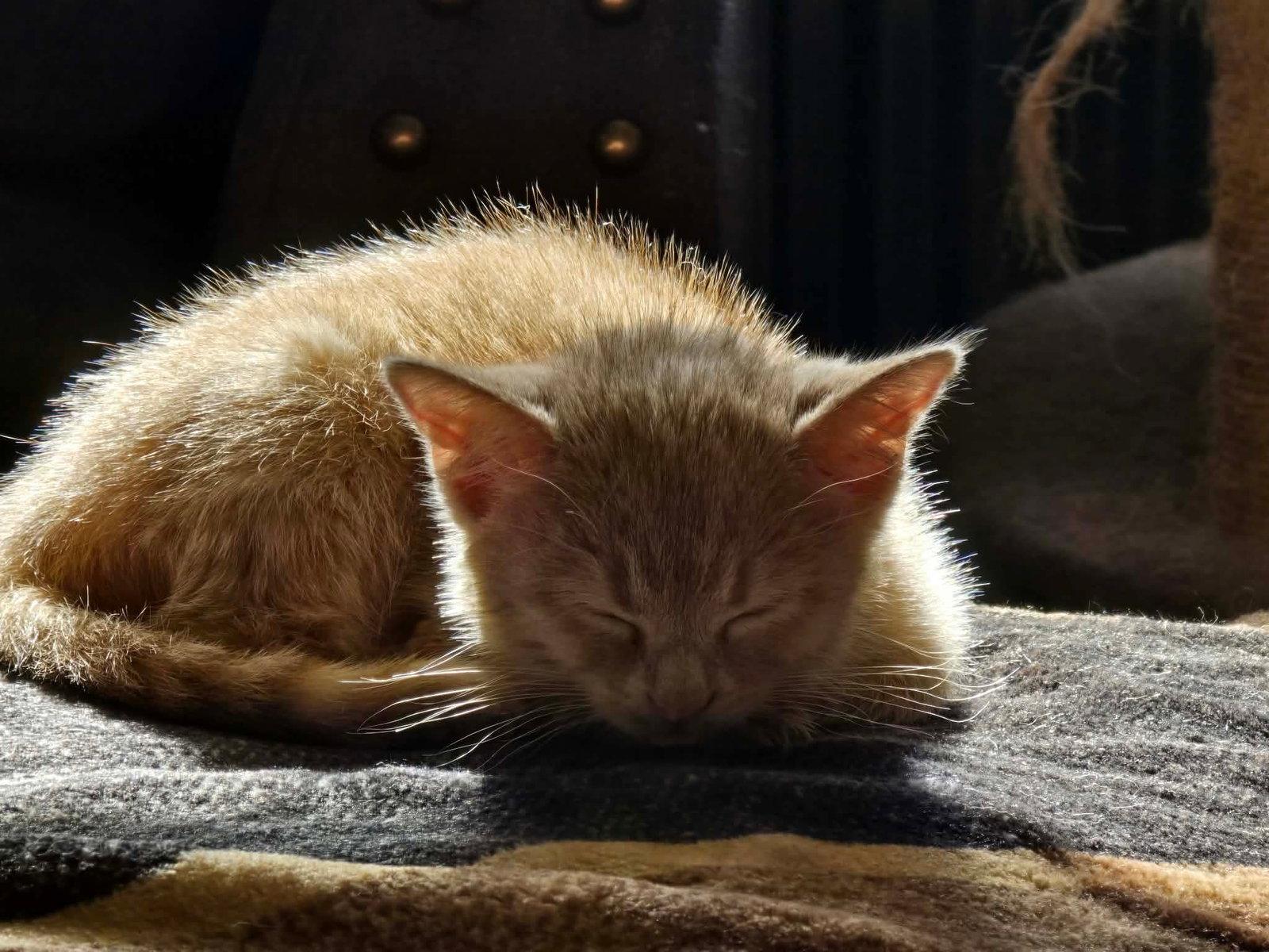 Enlarge Arina, a Adoptable Domestic Short Hair in hinckley, IL image 1/3