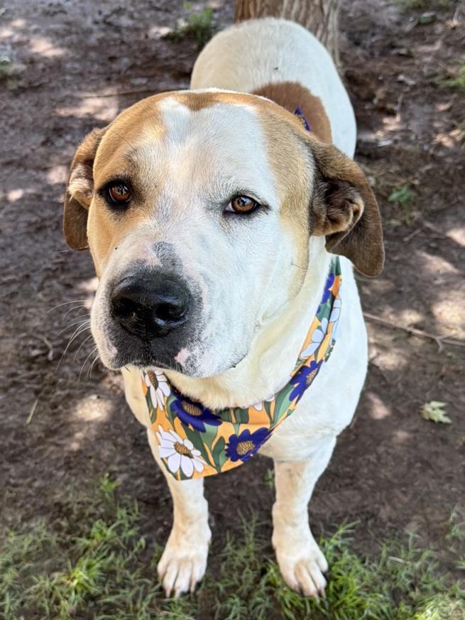 STEWIE, Adoptable, Adult Male Saint Bernard & Mixed Breed.