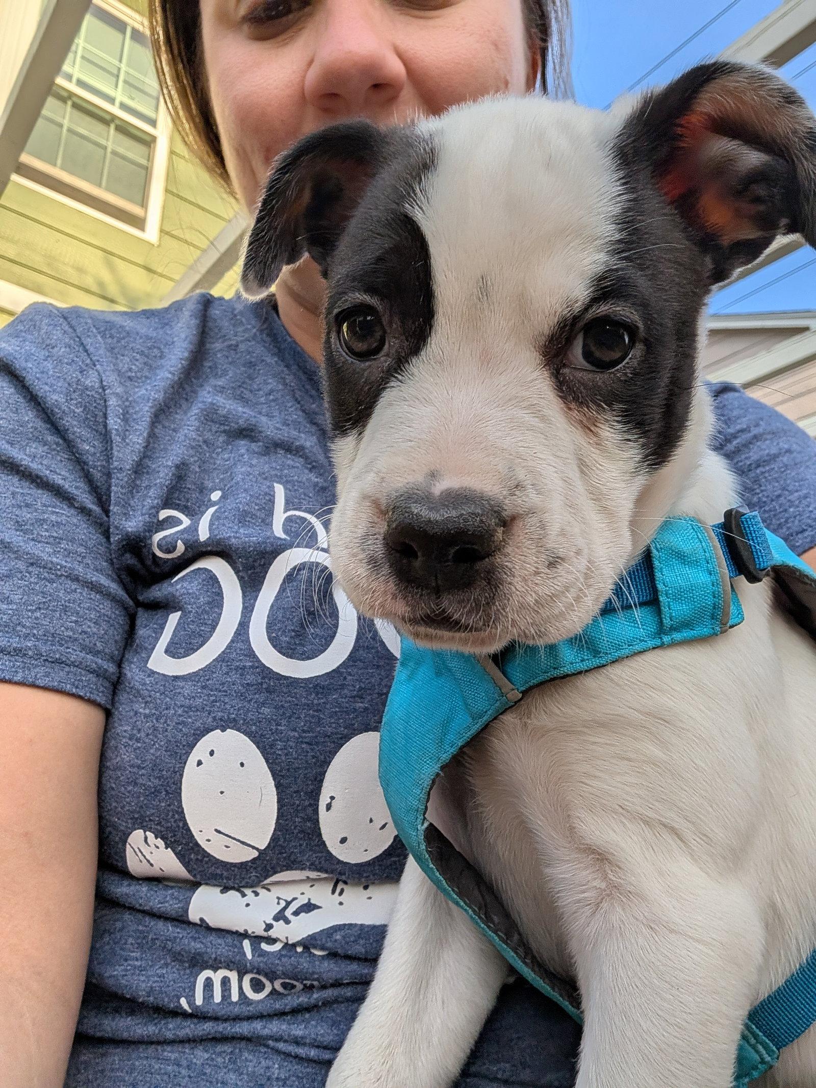 Daisy #21, Adoptable, Puppy Female Labrador Retriever & Shepherd.