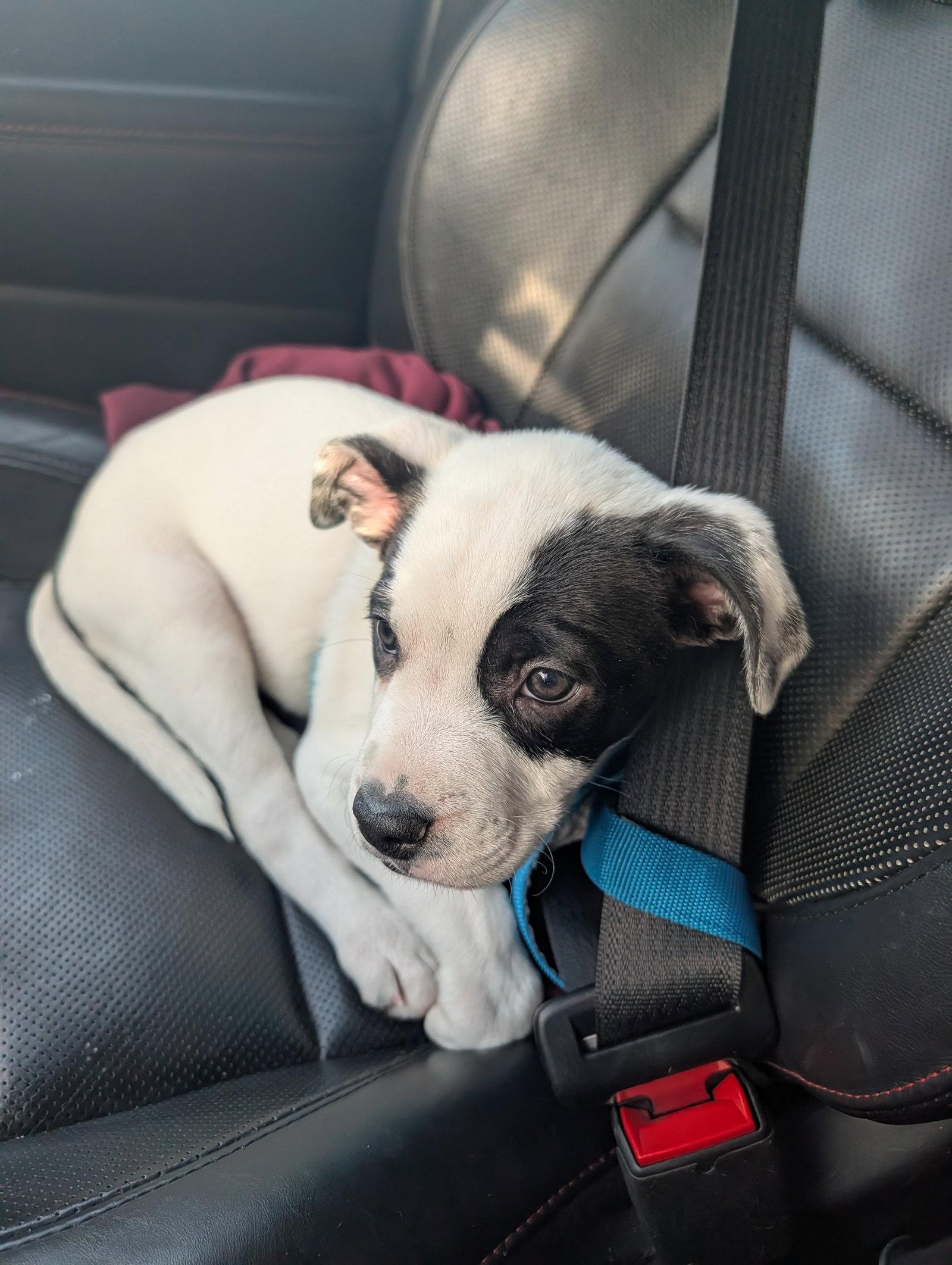 Enlarge Daisy #21, a Adoptable mixed breed in Aurora, CO image 2/3