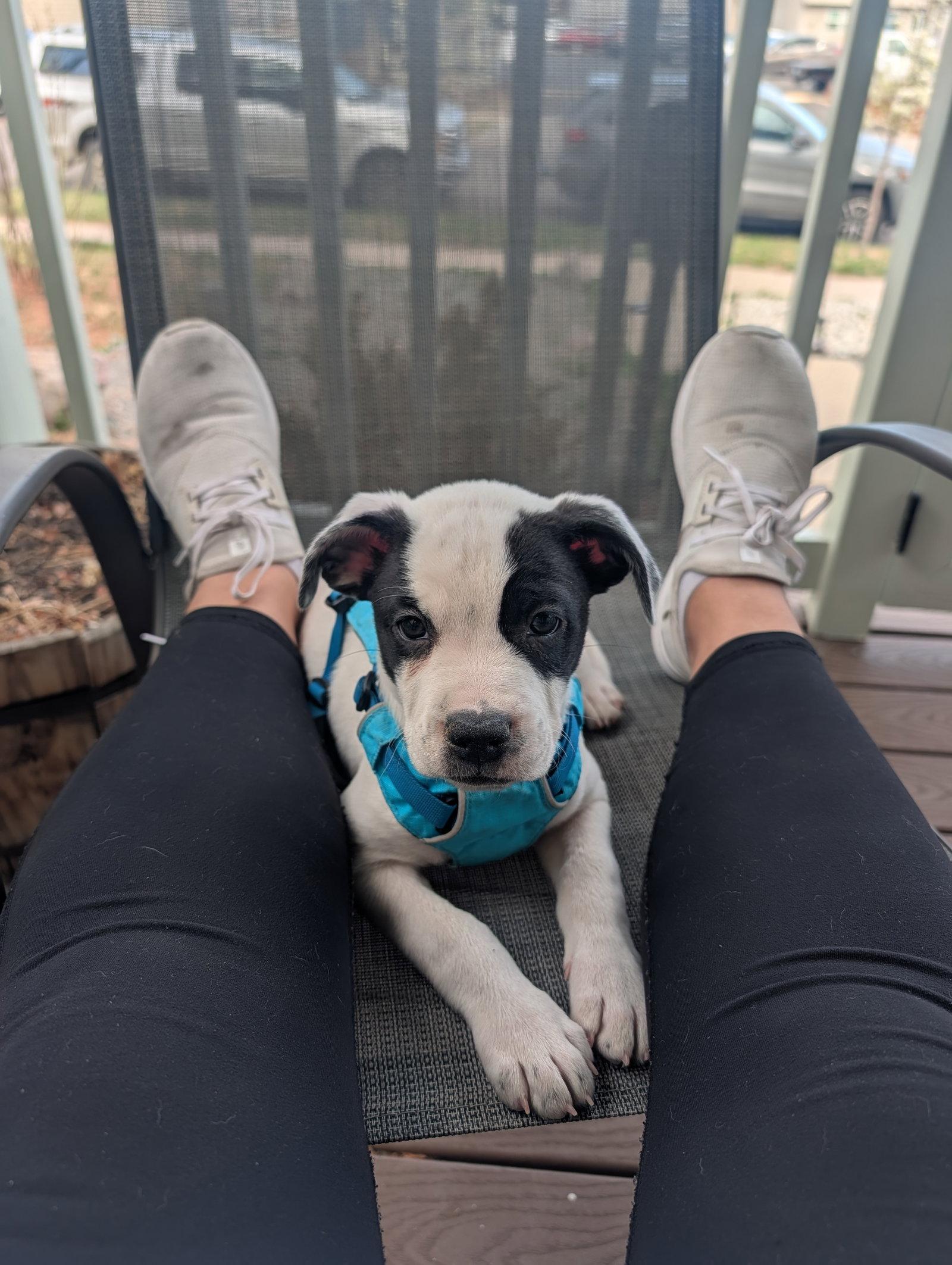 Enlarge Daisy #21, a Adoptable mixed breed in Aurora, CO image 3/3