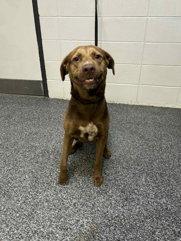 Cinco, Adoptable, Adult Male Mixed Breed.