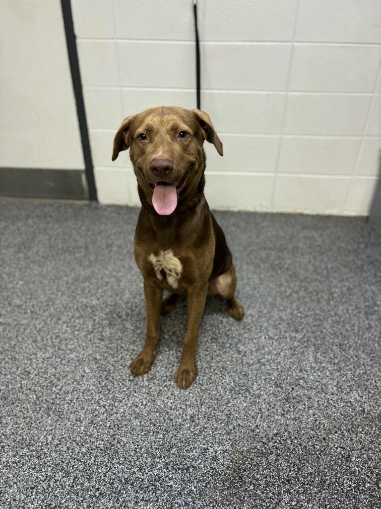 Cinco, Adoptable, Adult Male Mixed Breed.