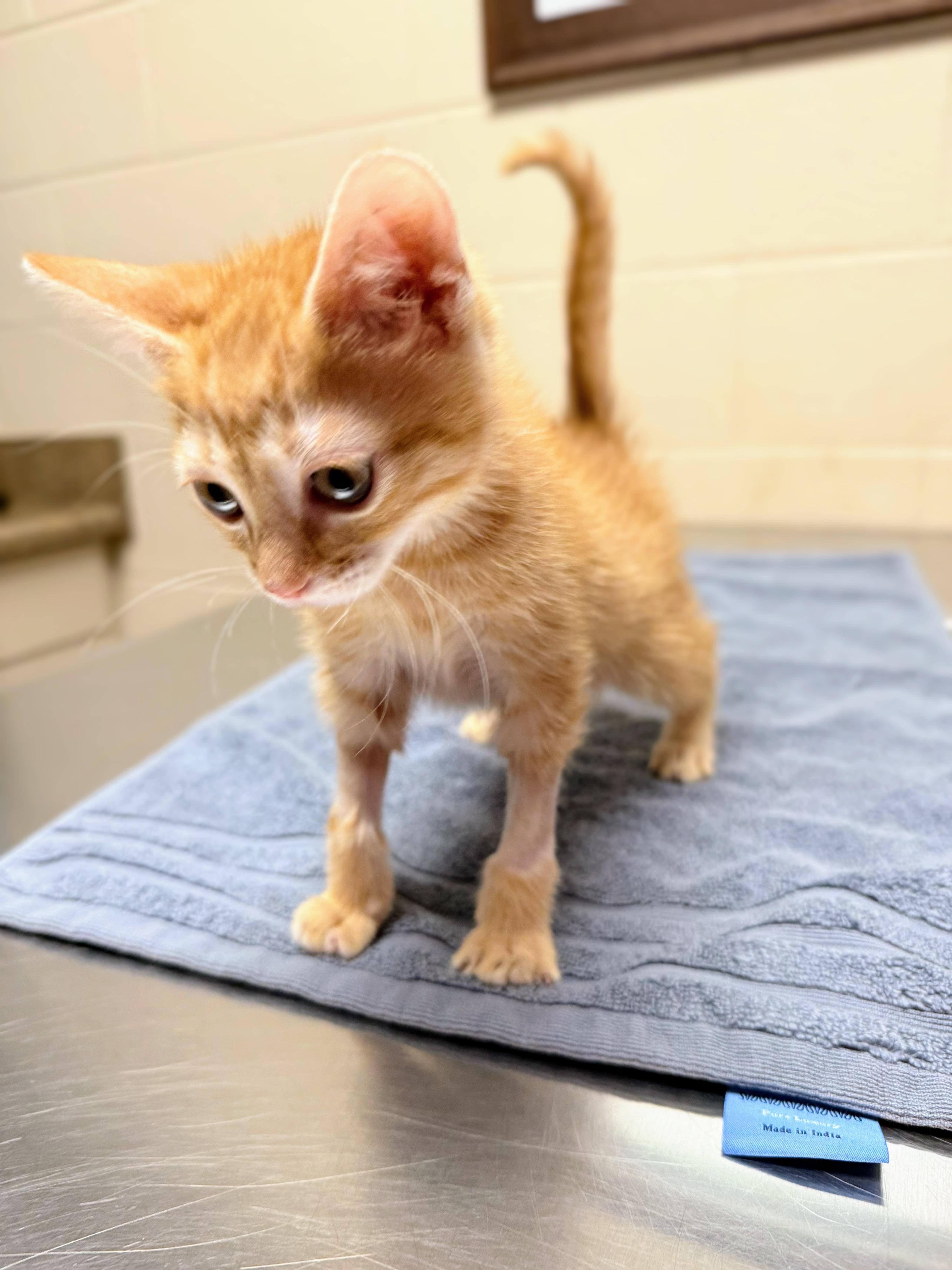 Toffee, a Adoptable Domestic Short Hair in Murfreesboro, TN image 4/6