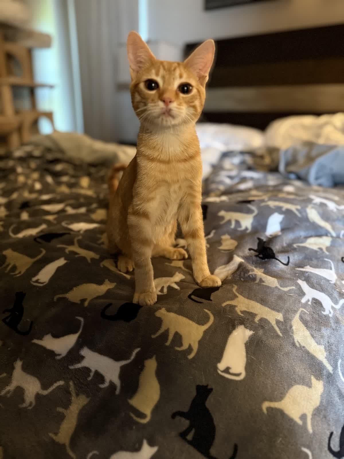 Toffee, Adoptable, Kitten Male Domestic Short Hair.