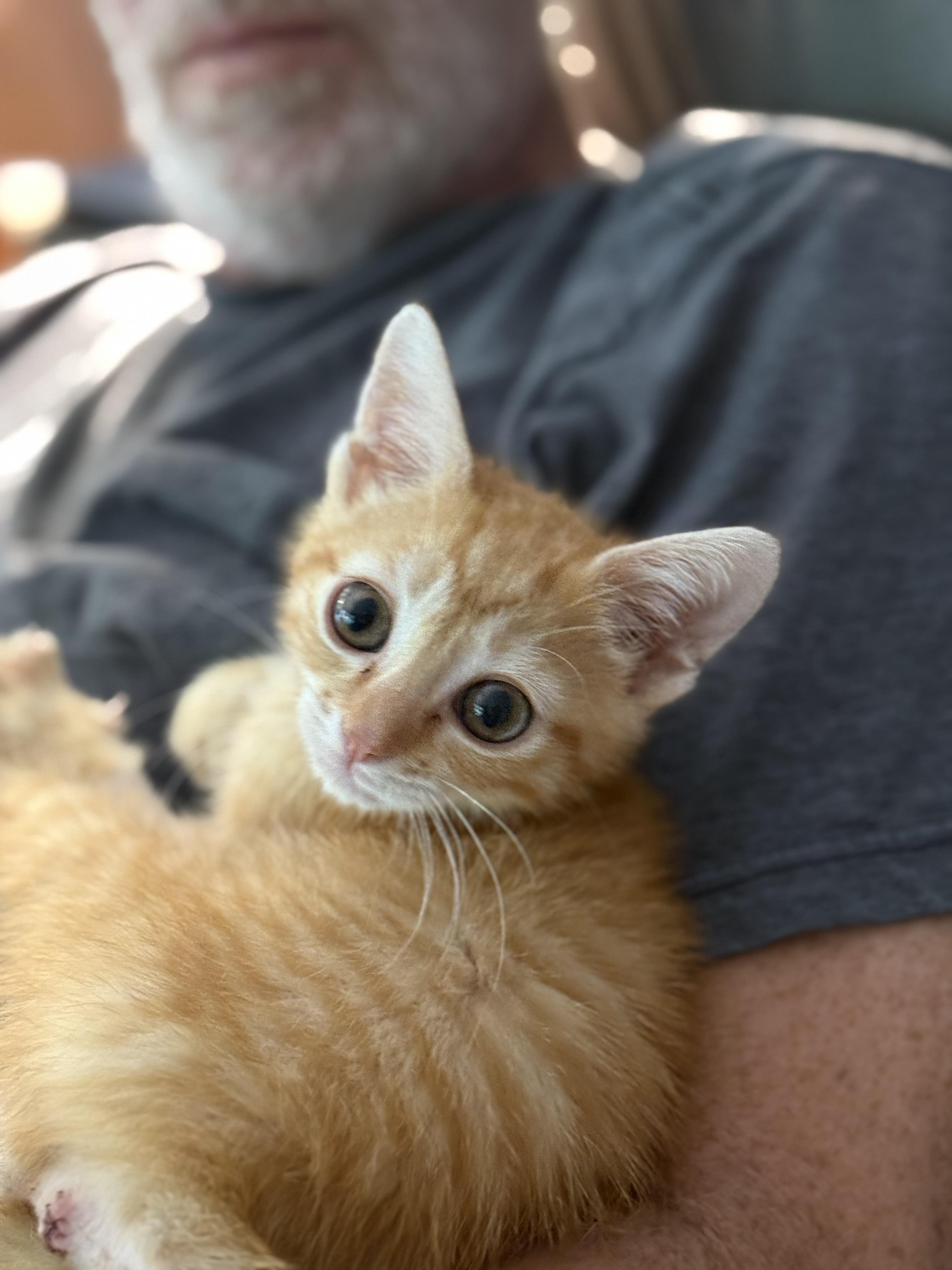Toffee, a Adoptable Domestic Short Hair in Murfreesboro, TN image 6/6
