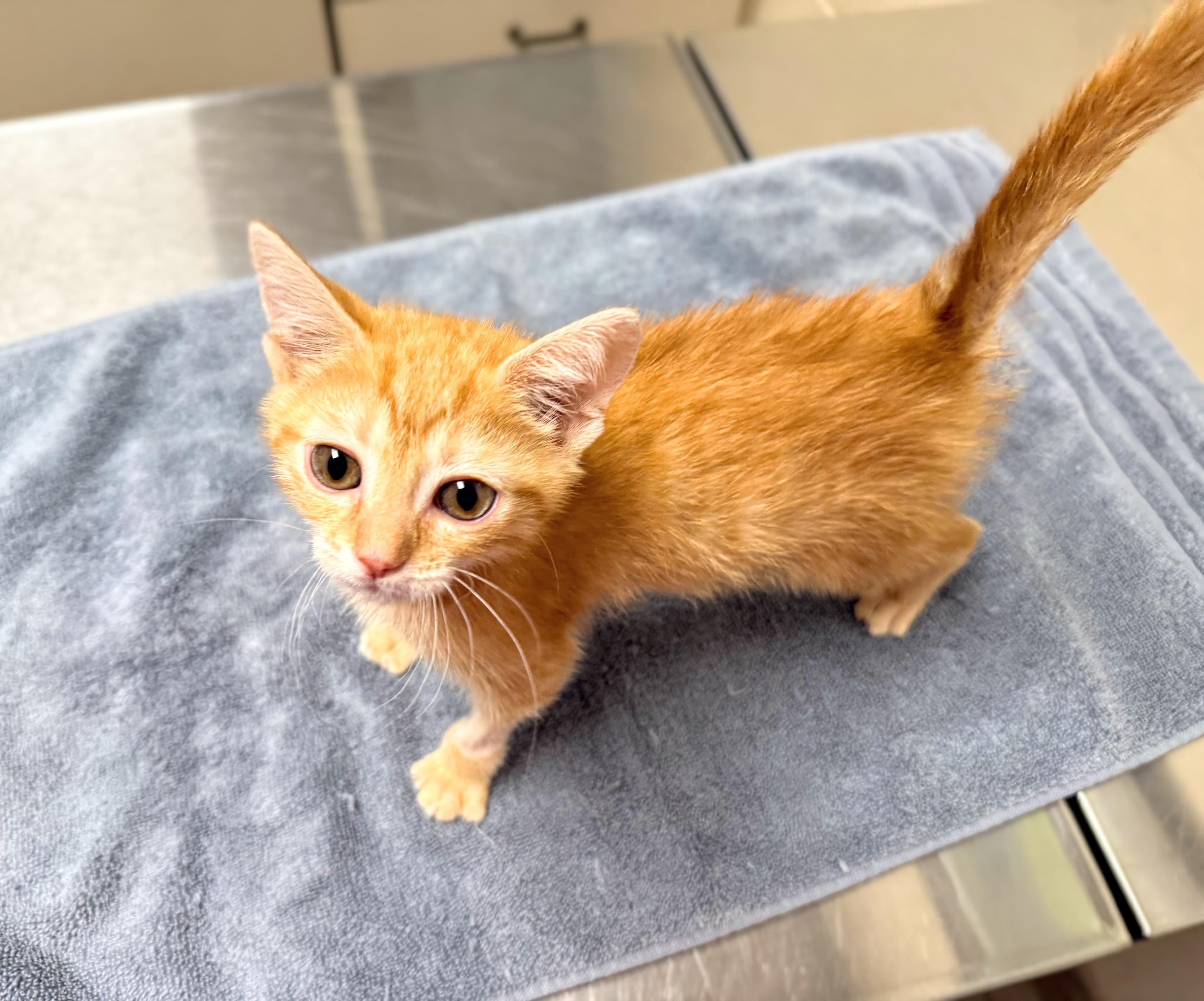 Toffee, a Adoptable Domestic Short Hair in Murfreesboro, TN image 5/6