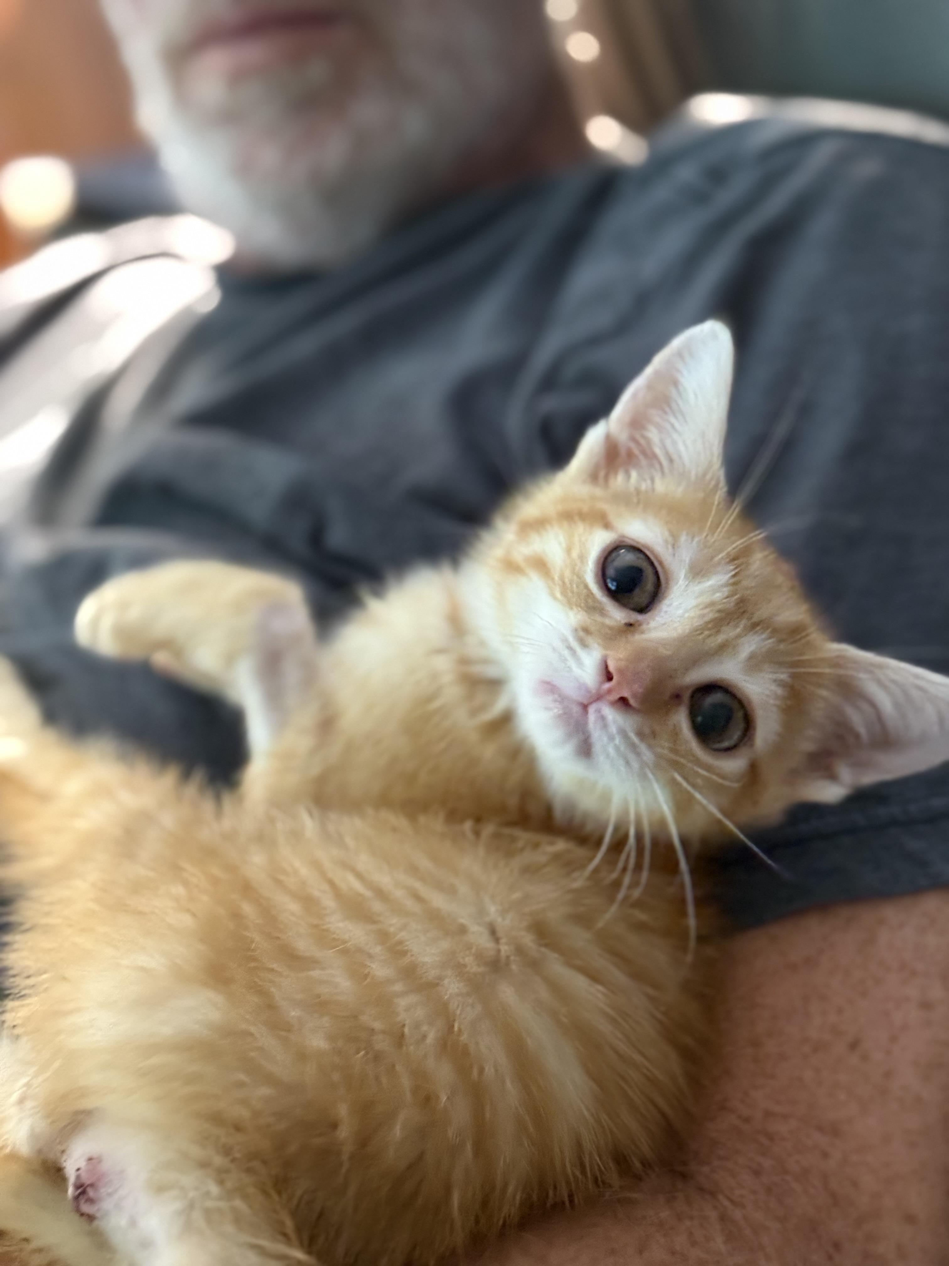 Toffee, a Adoptable Domestic Short Hair in Murfreesboro, TN image 3/6