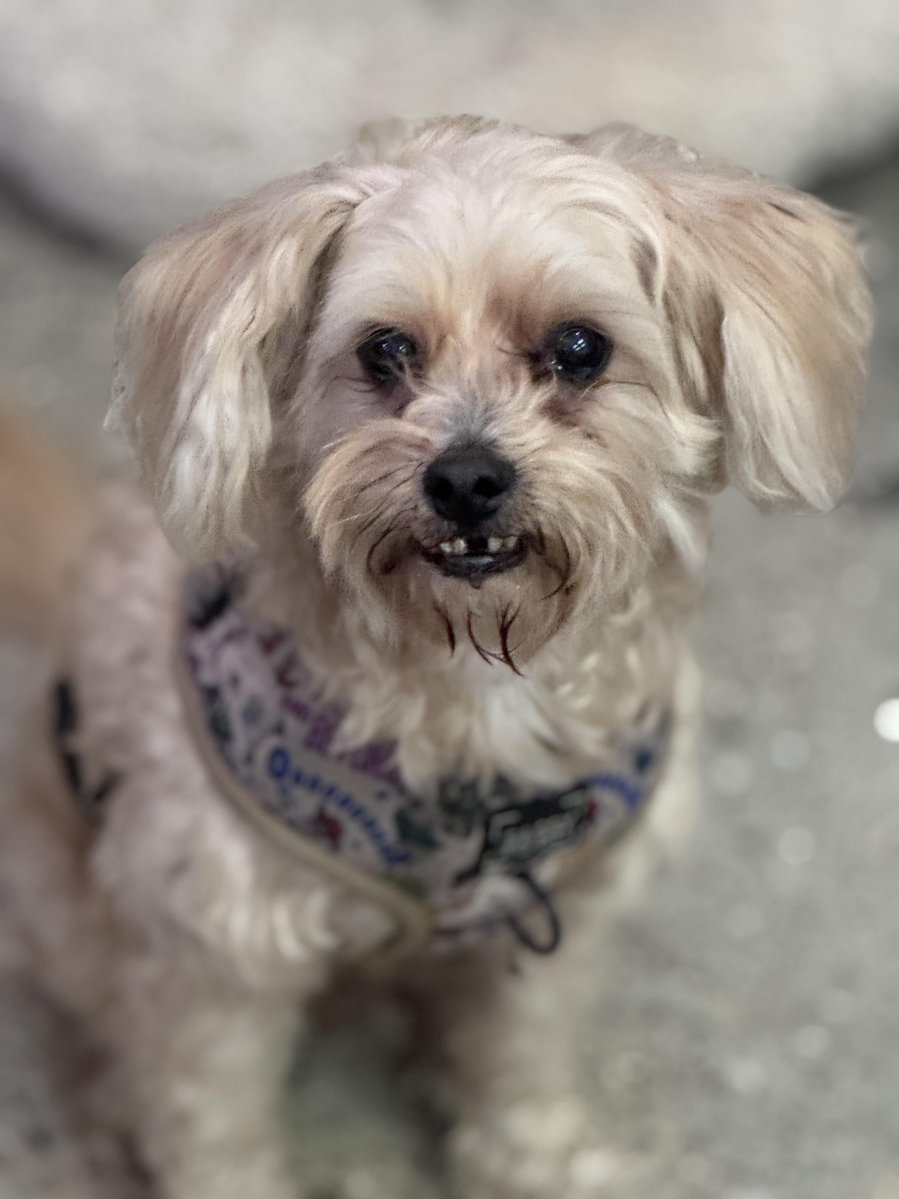 Teddy Thomas, ADOPTABLE, Senior Male Maltese.