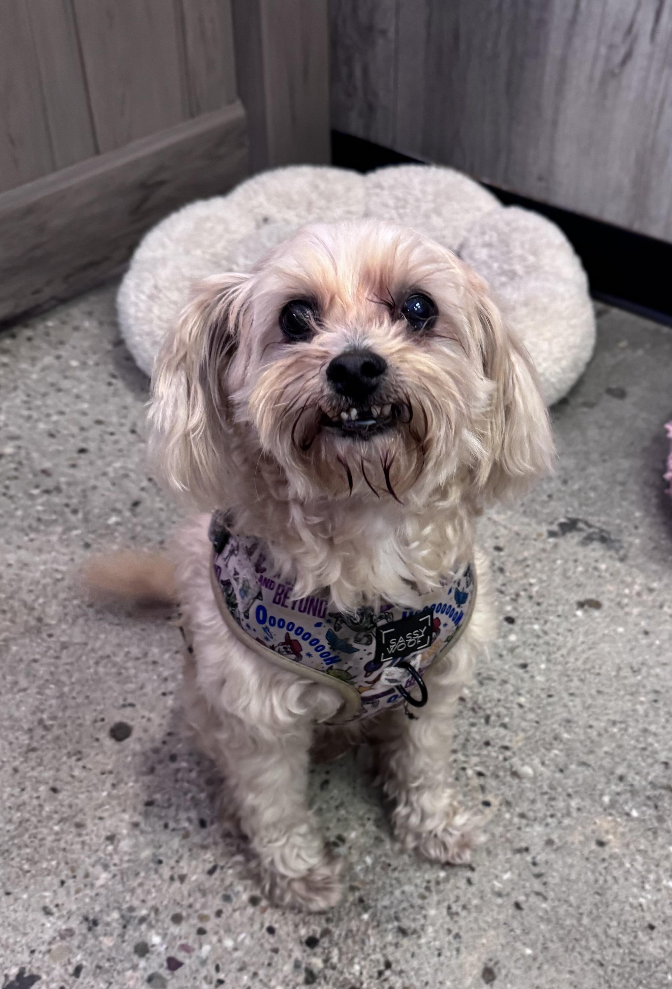 Enlarge Teddy Thomas, a ADOPTABLE Maltese in Thousand Oaks, CA image 2/2