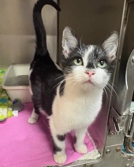 Morticia, Adoptable, Kitten Female Domestic Short Hair.