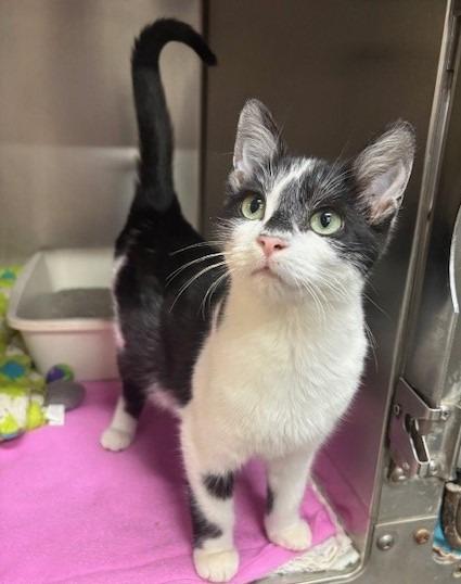 Enlarge Morticia, a Adopted mixed breed in Ladysmith, WI image 1/2