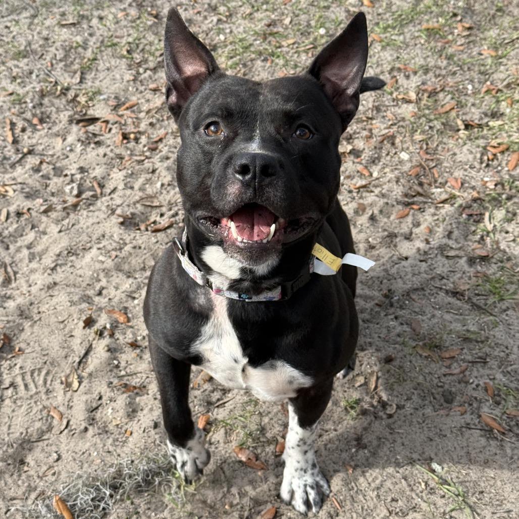 Enlarge Elliot, a Adoptable Mixed Breed in Jacksonville, FL image 1/6