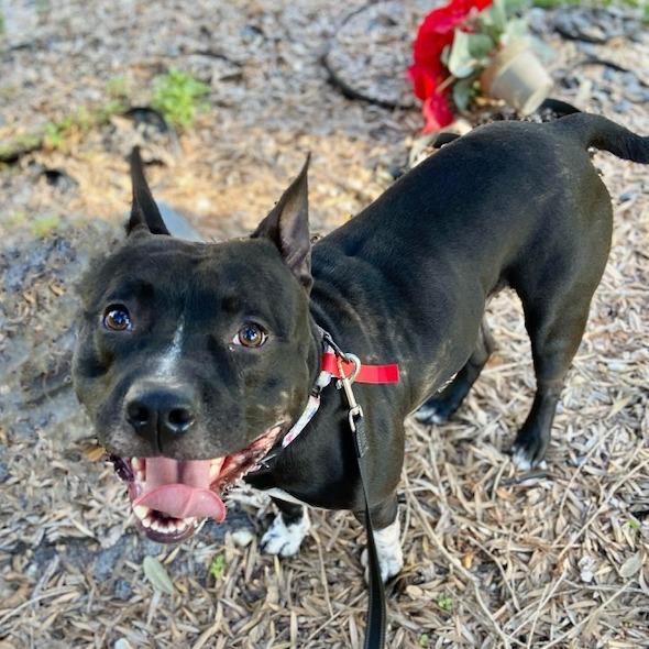 Enlarge Elliot, a Adoptable Mixed Breed in Jacksonville, FL image 2/6