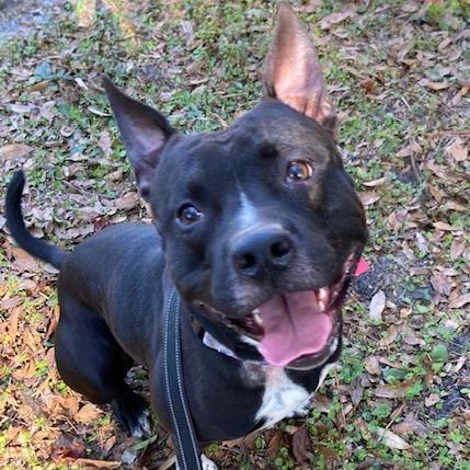 Enlarge Elliot, a Adoptable Mixed Breed in Jacksonville, FL image 3/6