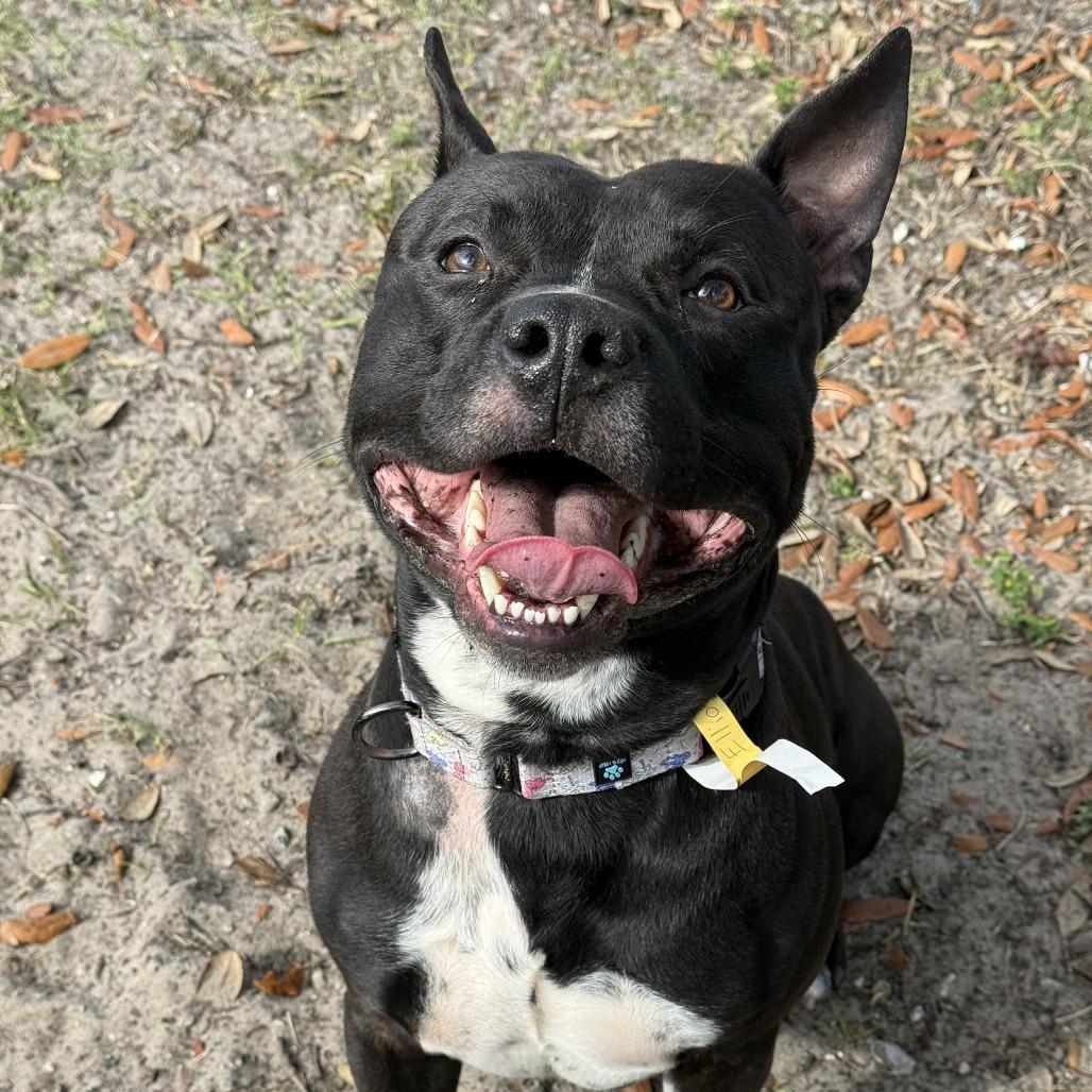 Enlarge Elliot, a Adoptable Mixed Breed in Jacksonville, FL image 4/6