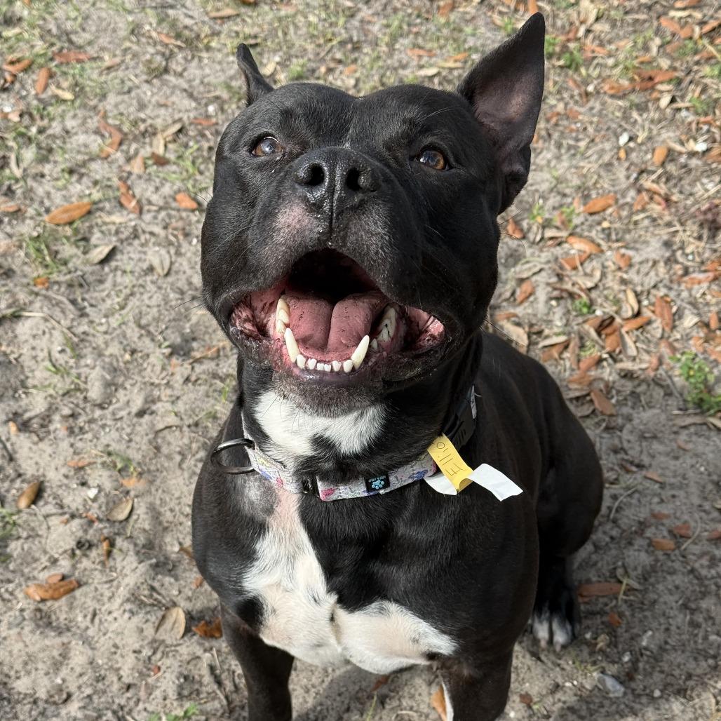 Enlarge Elliot, a Adoptable Mixed Breed in Jacksonville, FL image 5/6