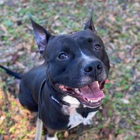 Enlarge Elliot, a Adoptable Mixed Breed in Jacksonville, FL image 6/6