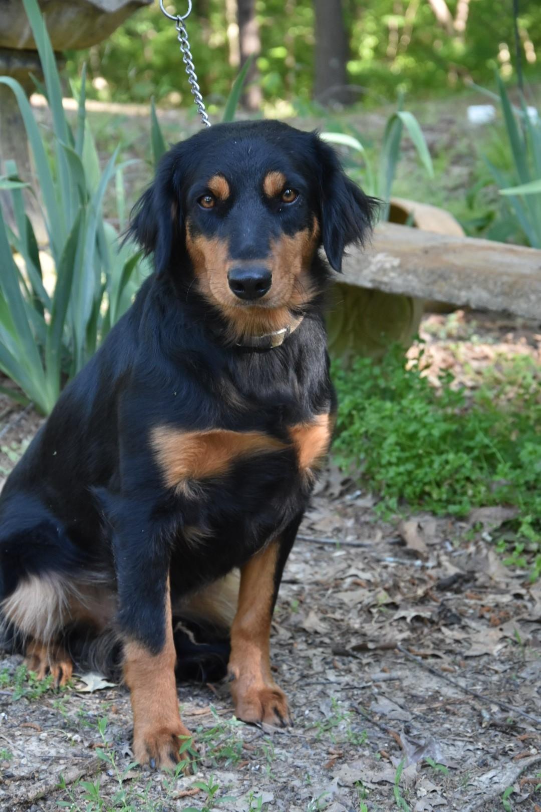 Flora, Adoptable, Adult Female Australian Shepherd.