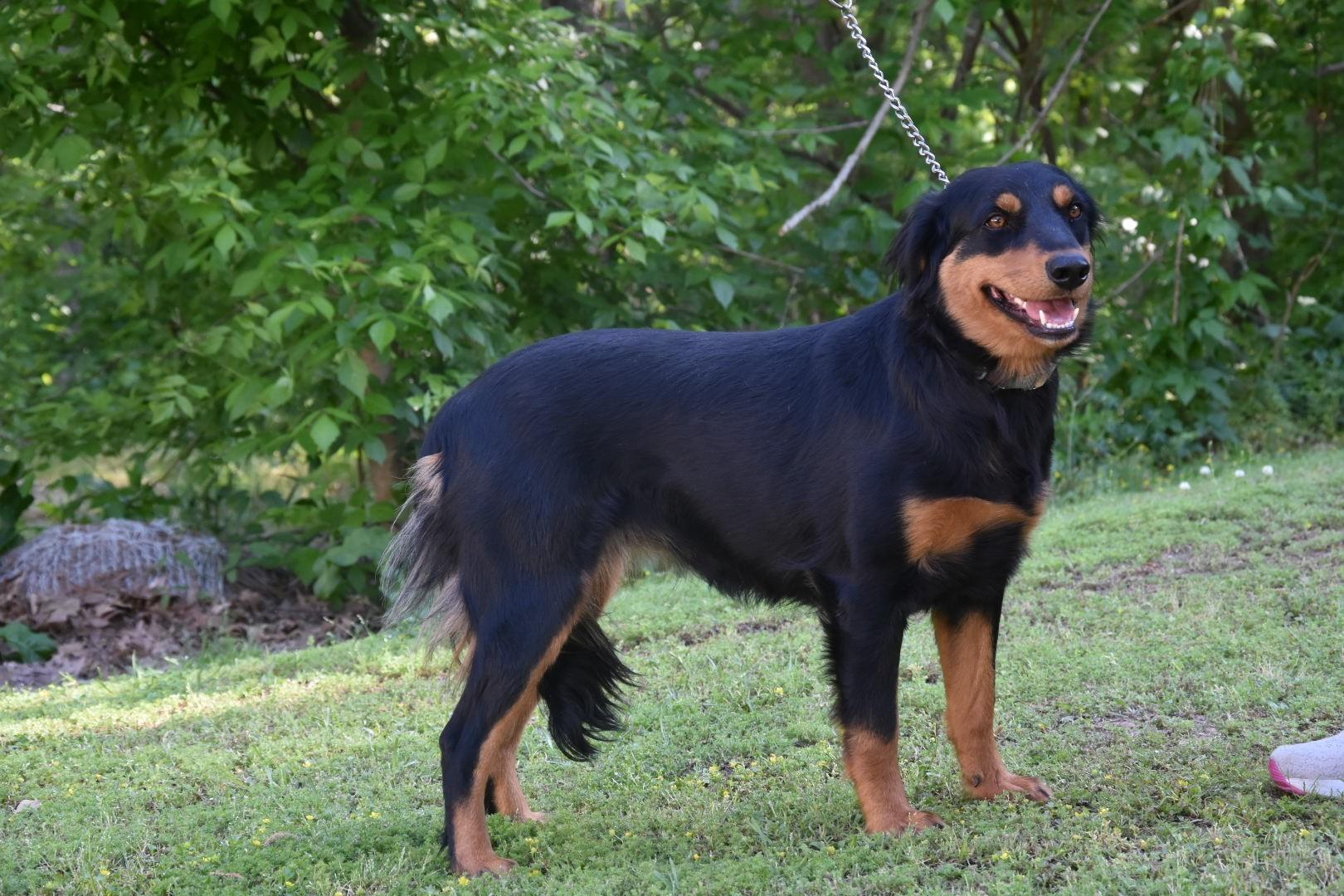 Enlarge Flora, a Adoptable mixed breed in Medfield, MA image 2/2