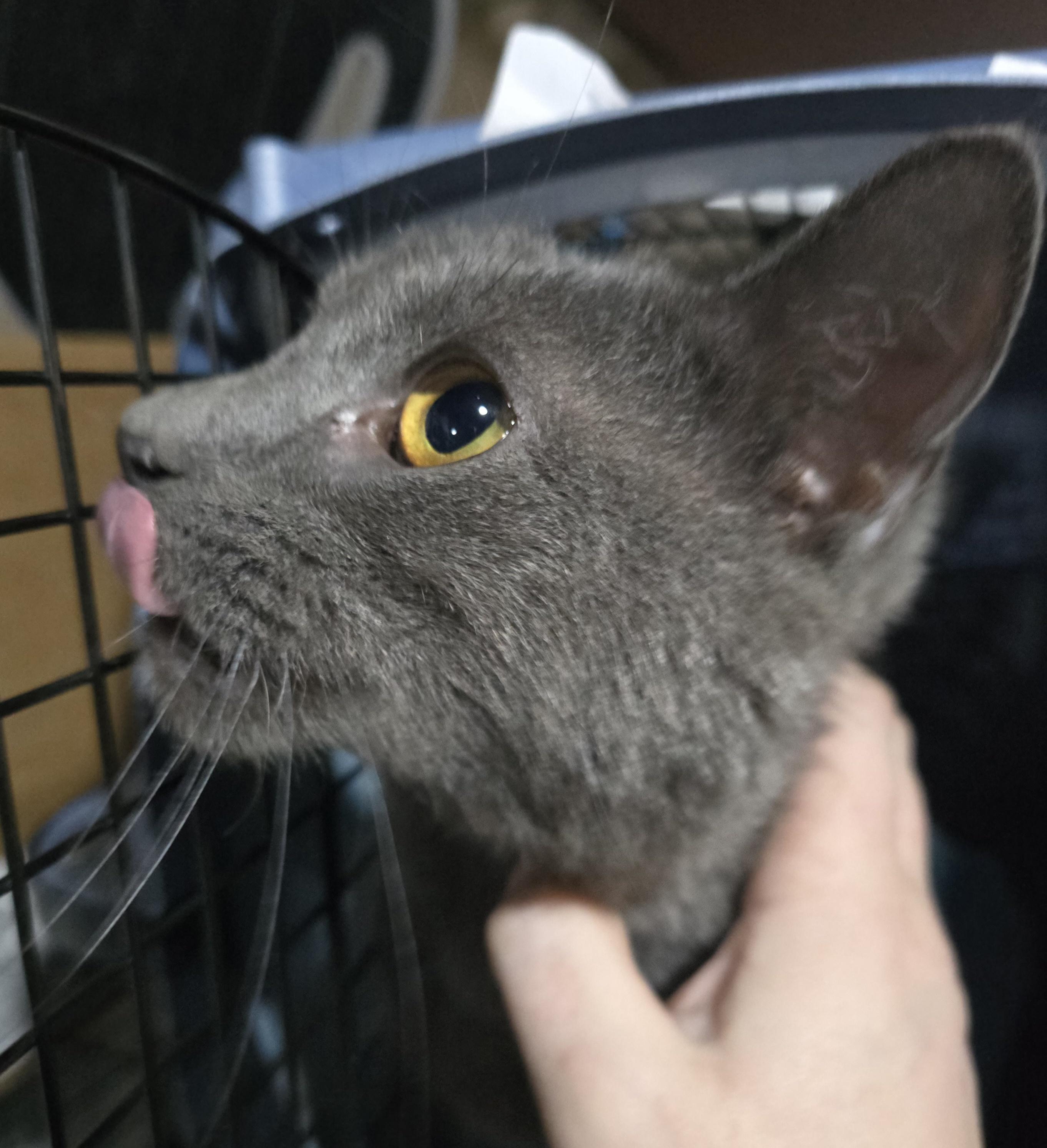 Enlarge Hugo, an adoptable Domestic Short Hair in Elizabeth, PA image 3/3