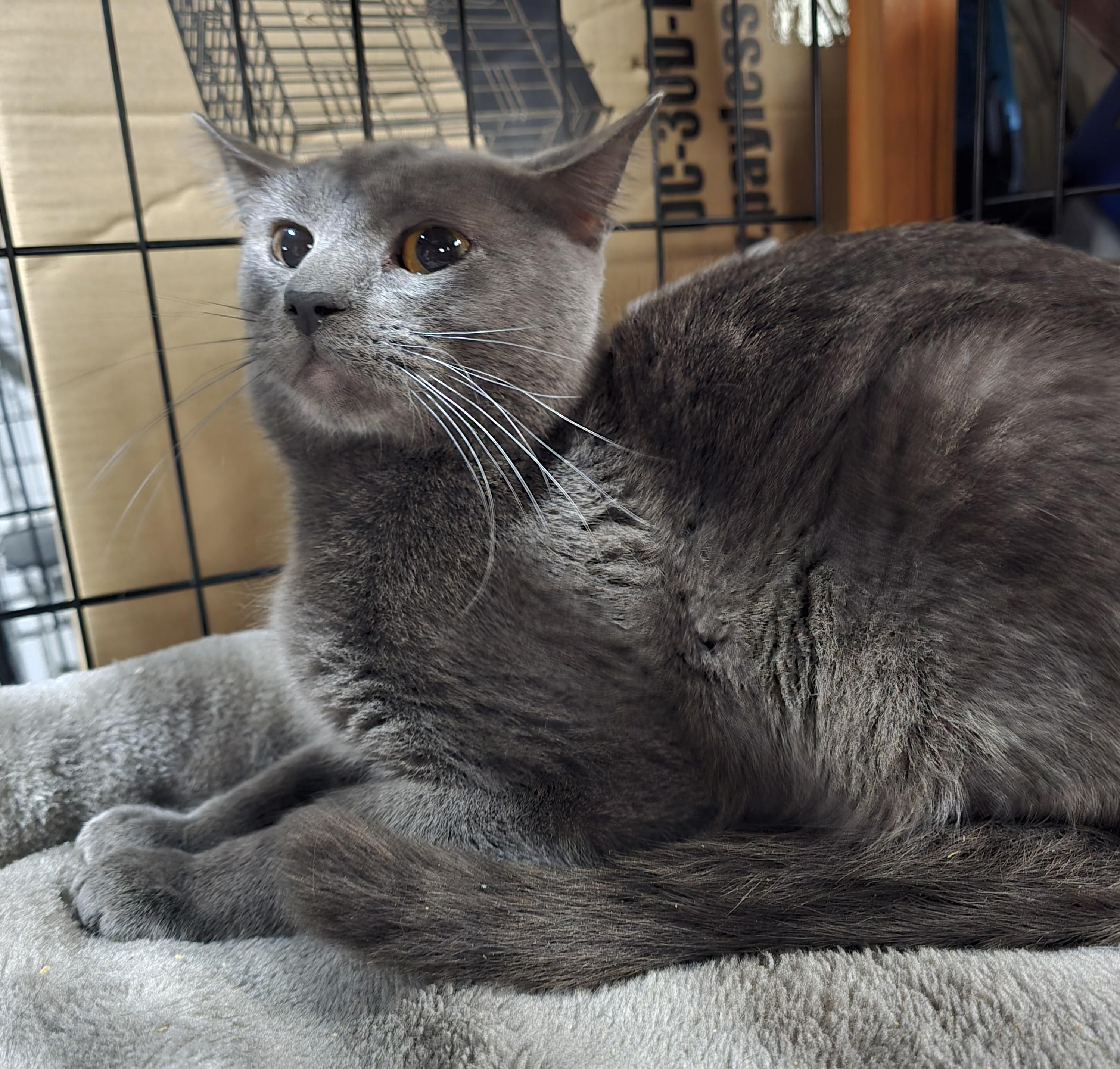 Enlarge Hugo, an adoptable Domestic Short Hair in Elizabeth, PA image 1/3