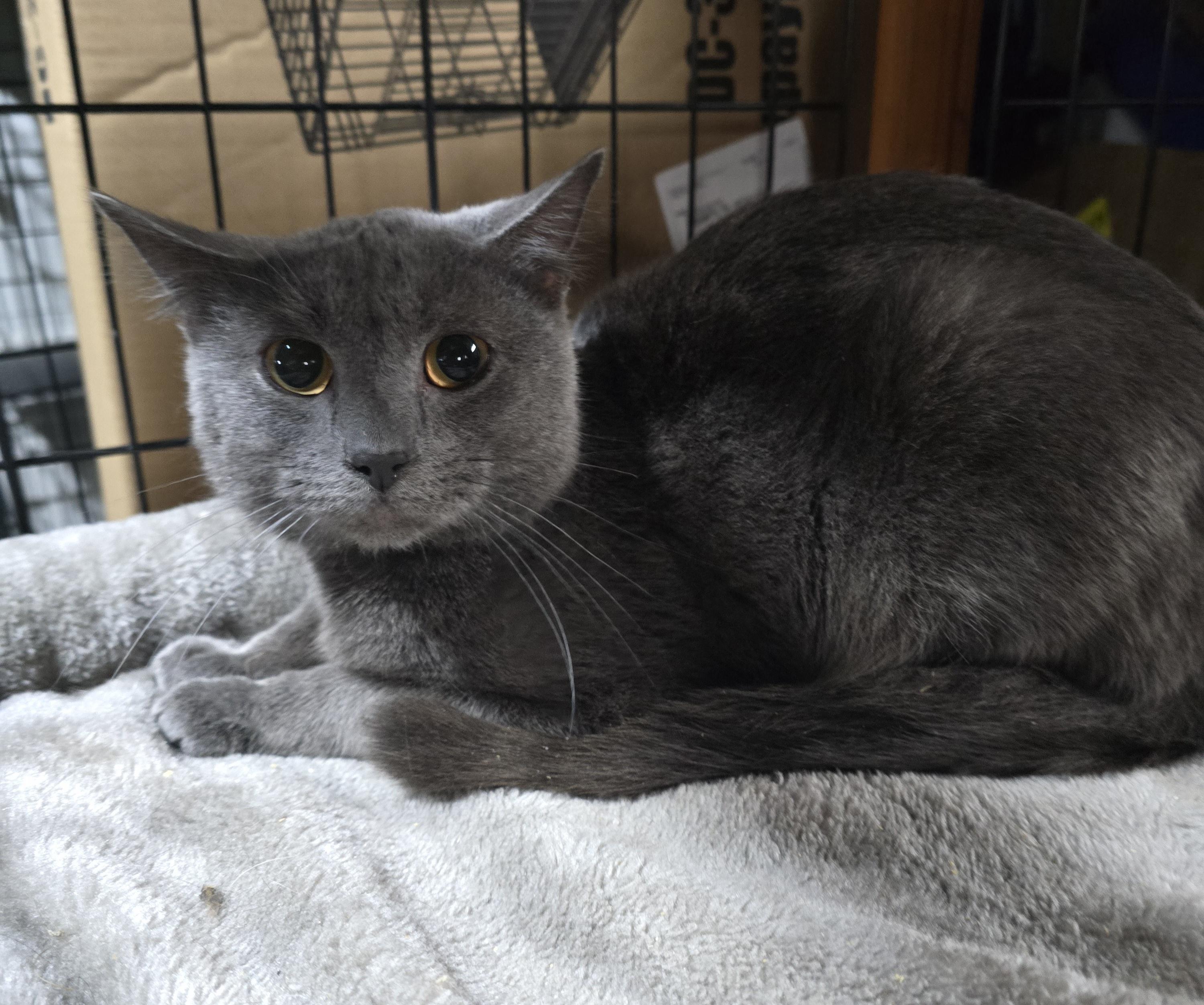 Enlarge Hugo, an adoptable Domestic Short Hair in Elizabeth, PA image 2/3