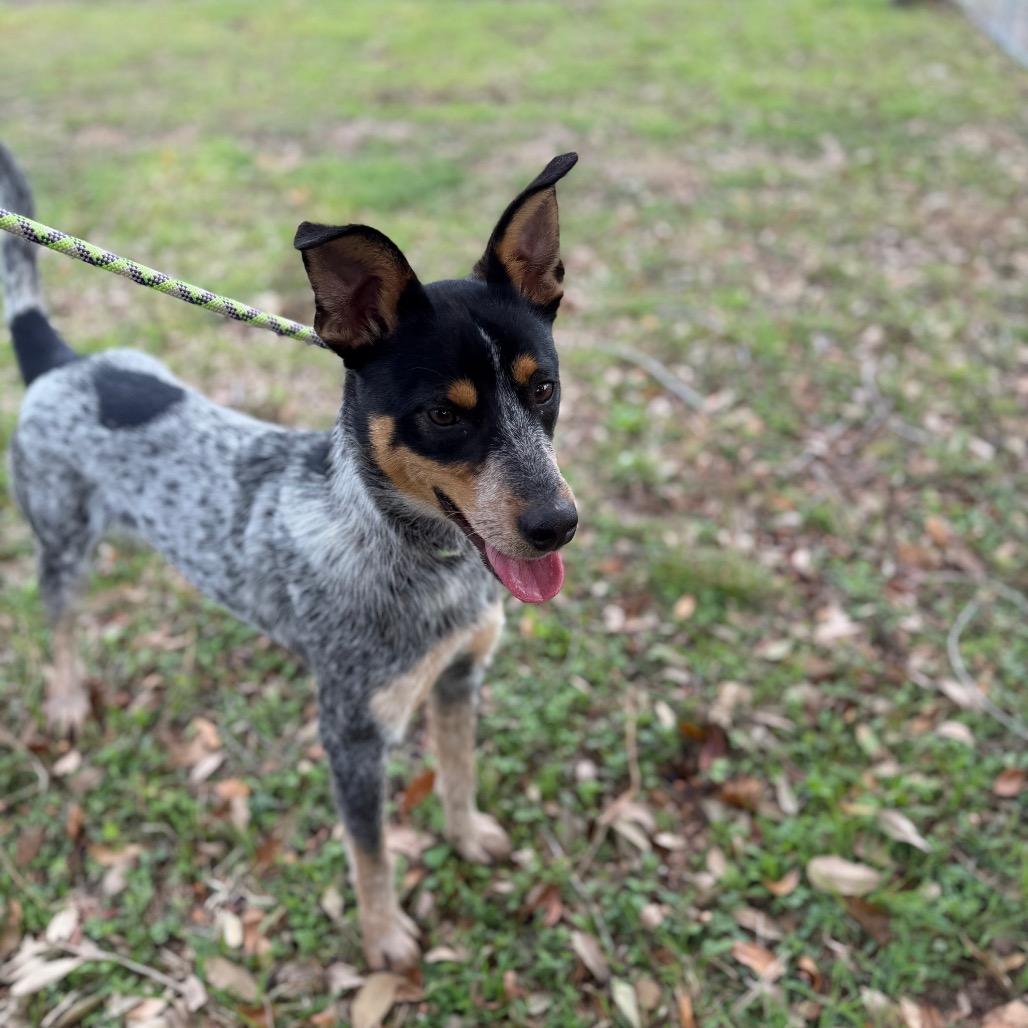 Boomer, Adoptable, Adult Male Australian Cattle Dog / Blue Heeler.